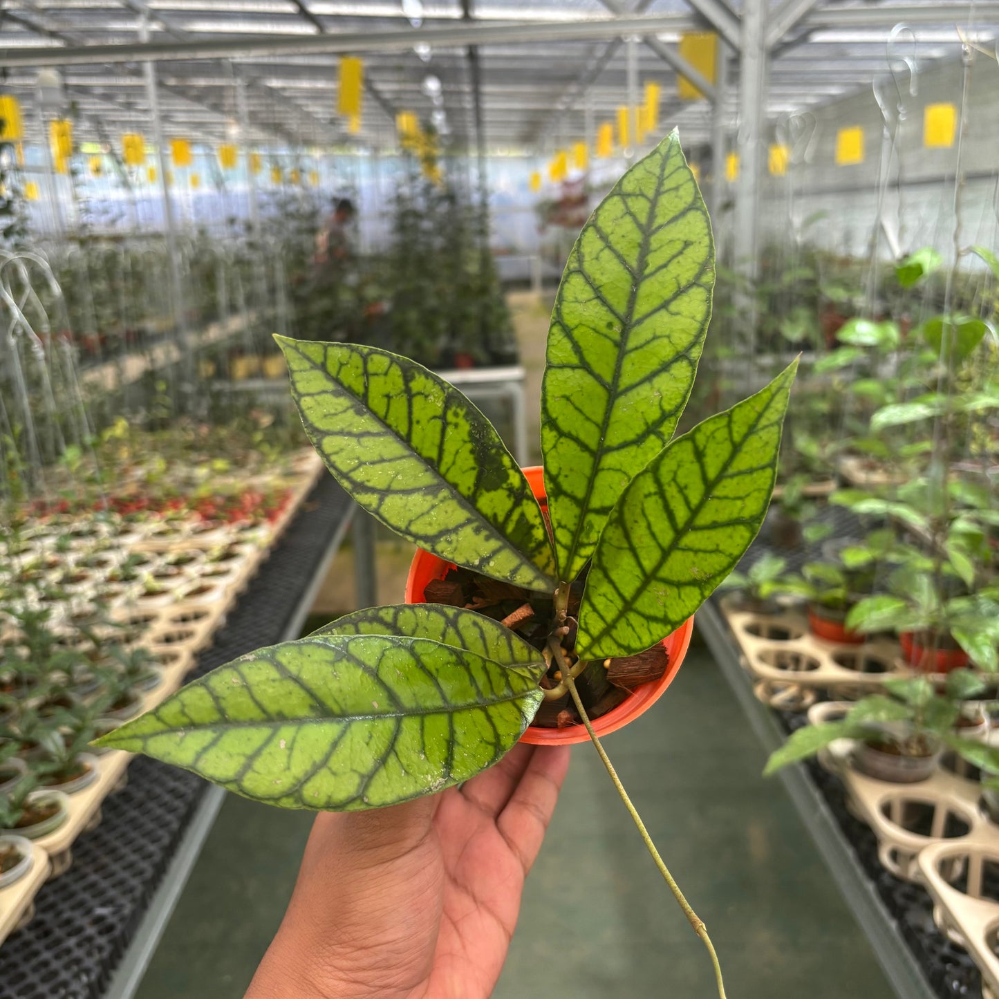 Hoya Callistophylla Zebra - Indonesian Rare Plants