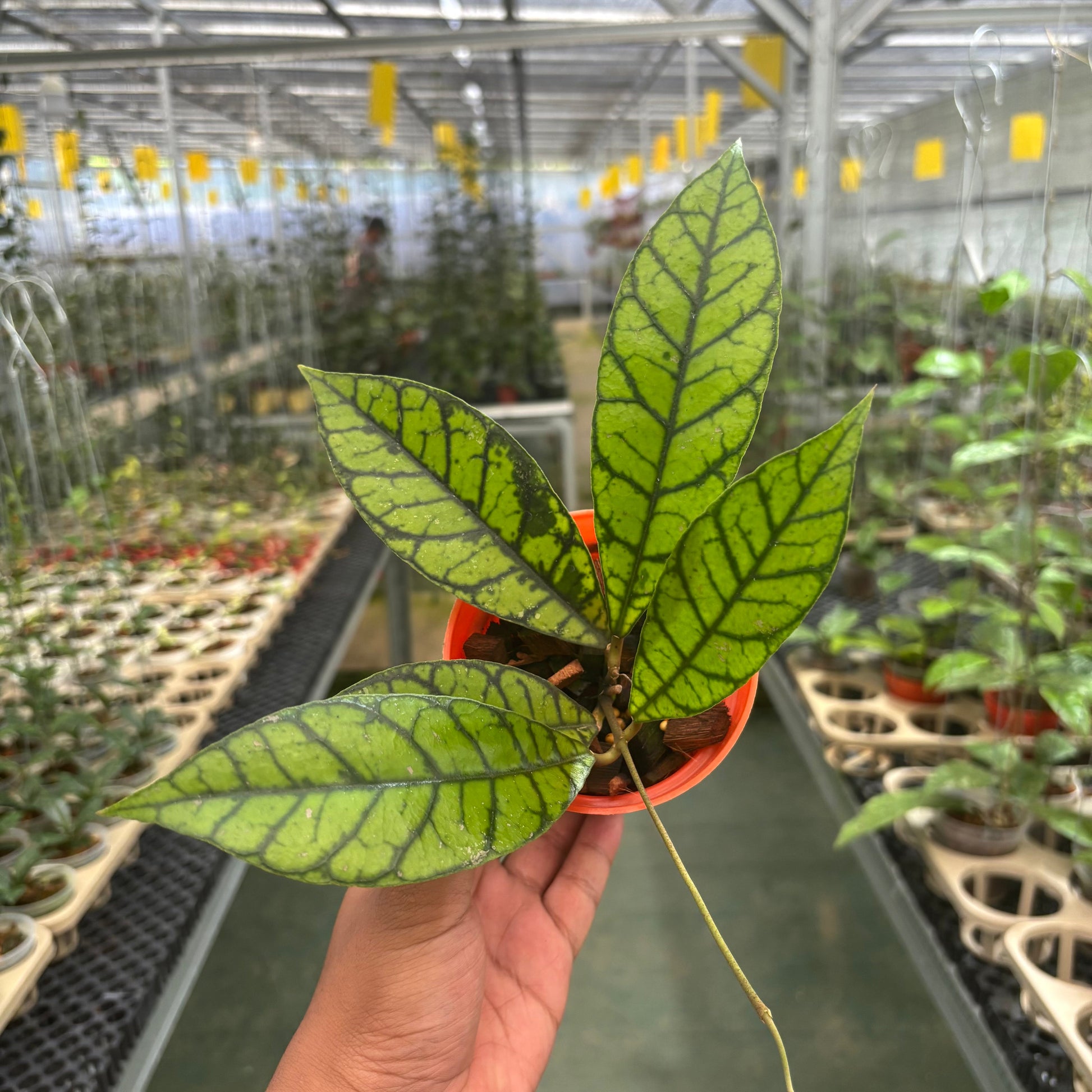 Hoya Callistophylla Zebra - Indonesian Rare Plants