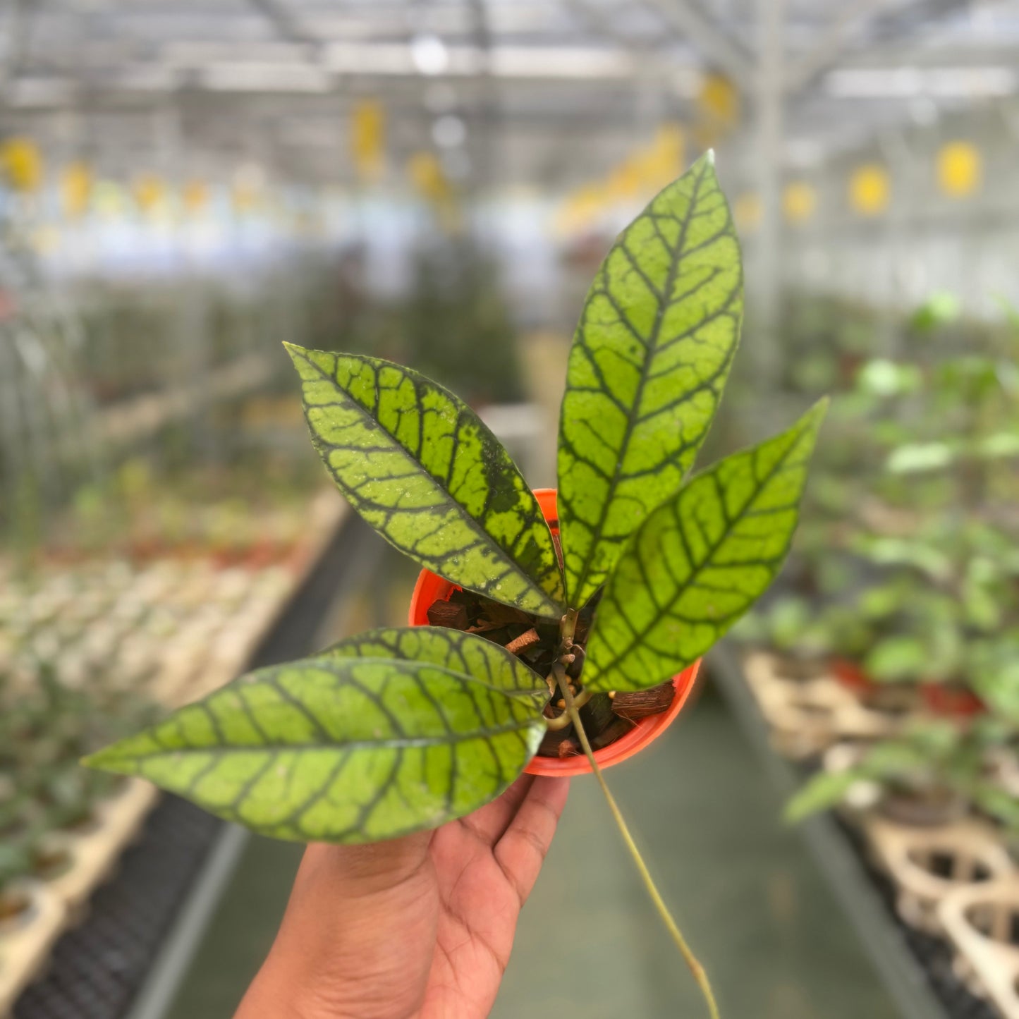 Hoya Callistophylla Zebra