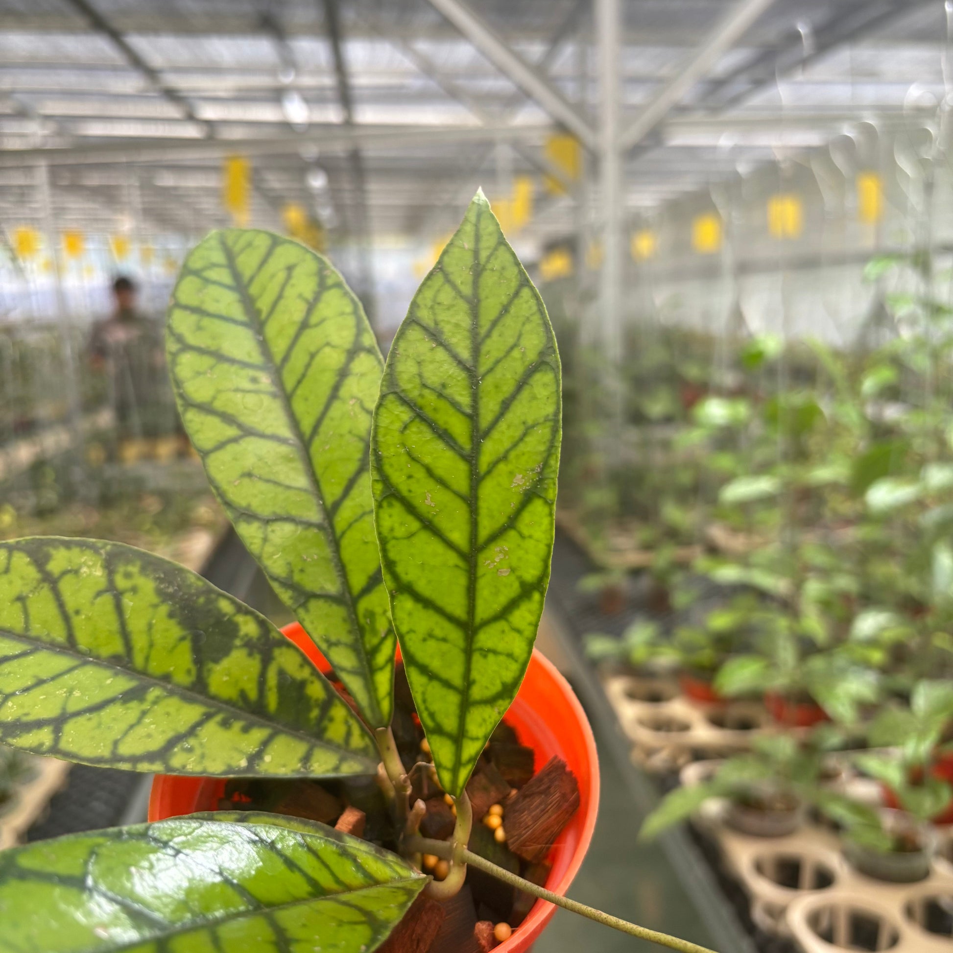 Hoya Calistophylla Zebra — photo 3