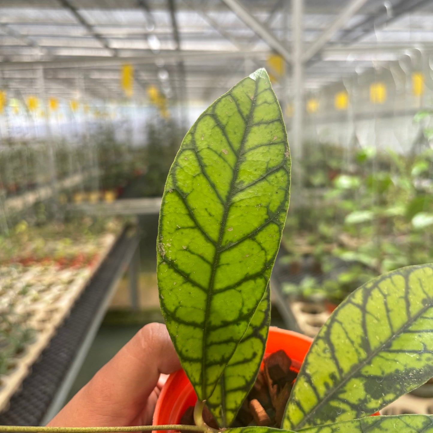 Hoya Callistophylla Zebra
