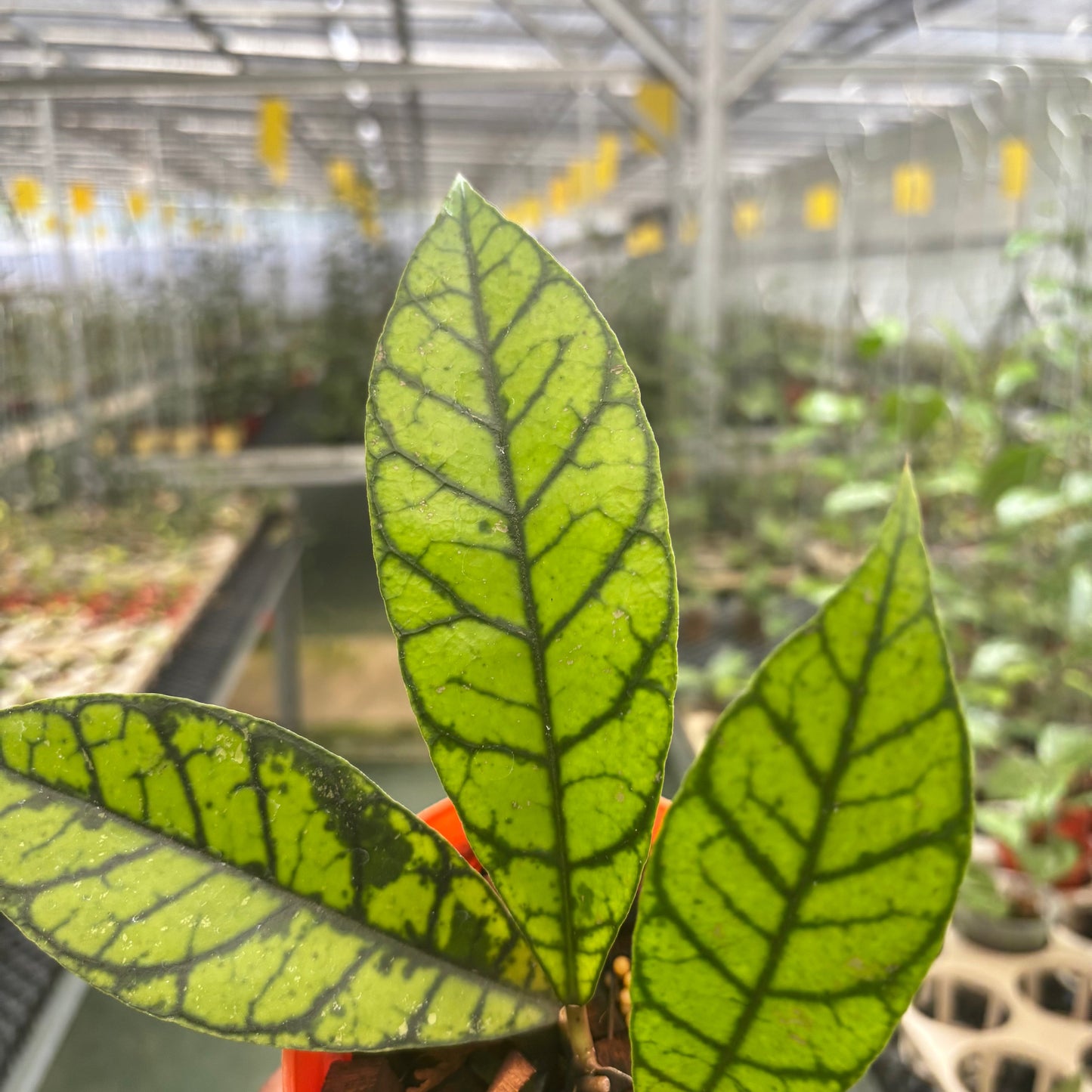Hoya Calistophylla Zebra — photo 2
