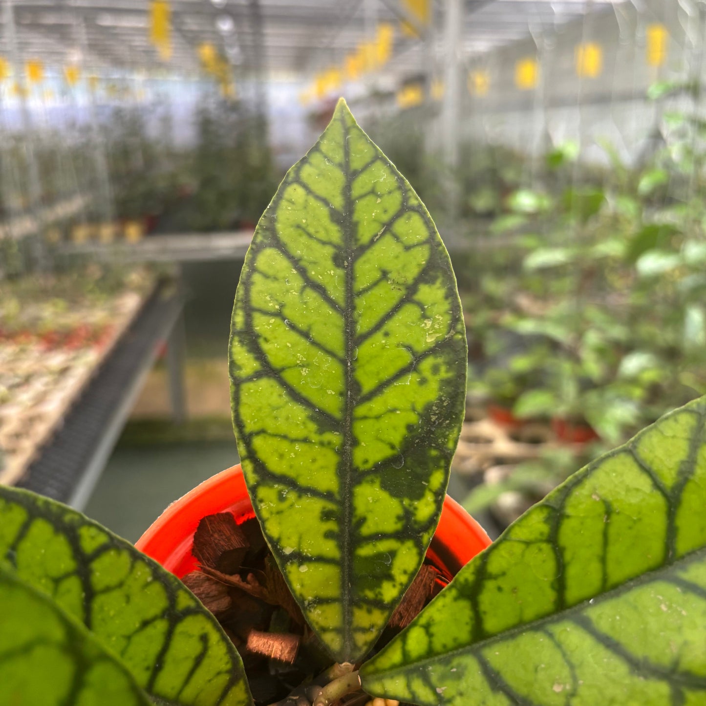 Hoya Callistophylla Zebra