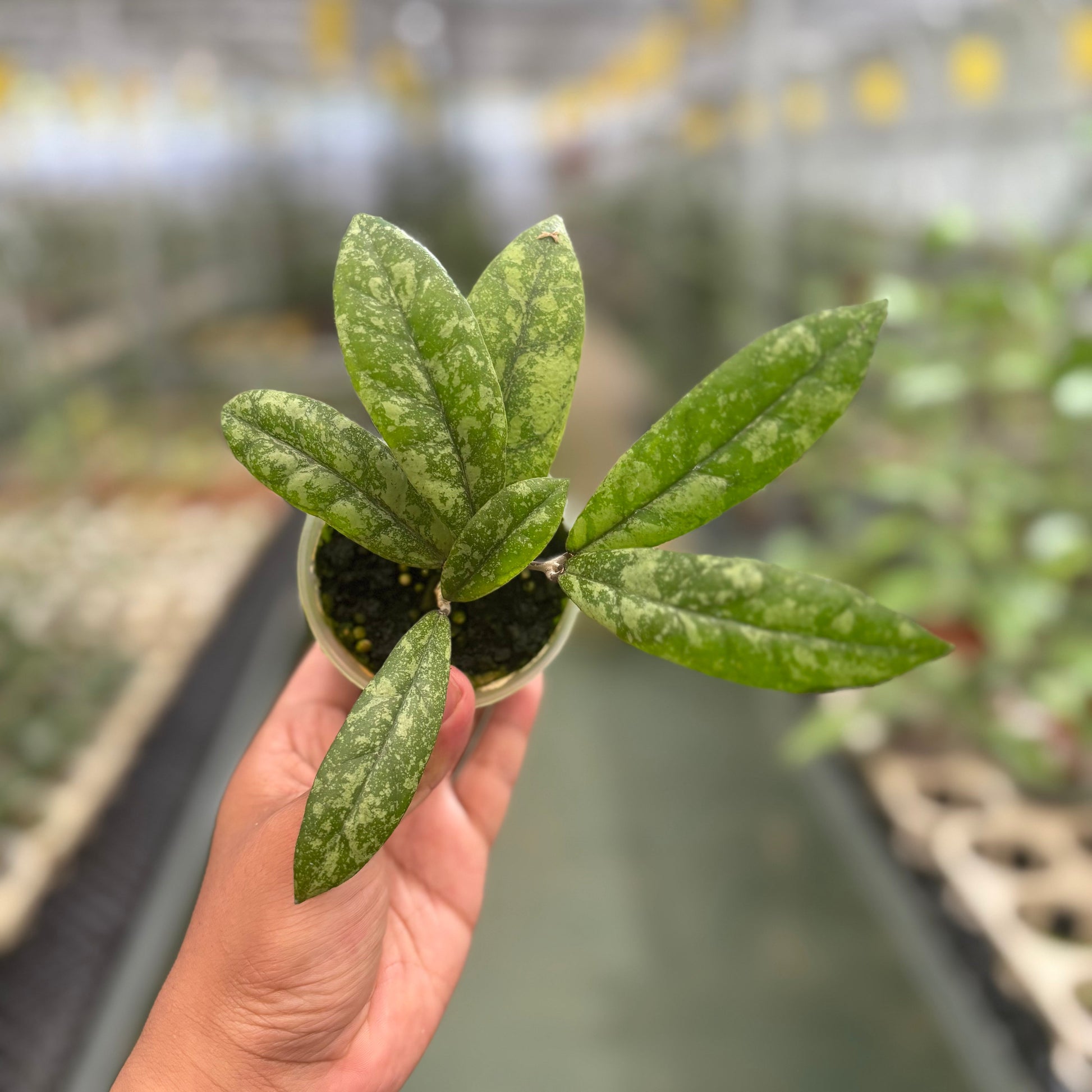 Hoya Finlaysonii Silver - Indonesian Rare Plants