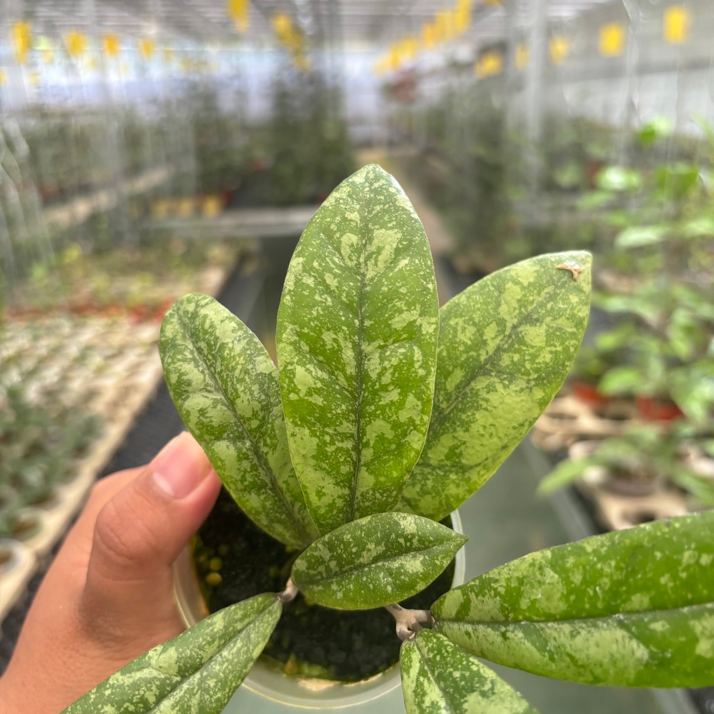 Hoya Finlaysonii Silver