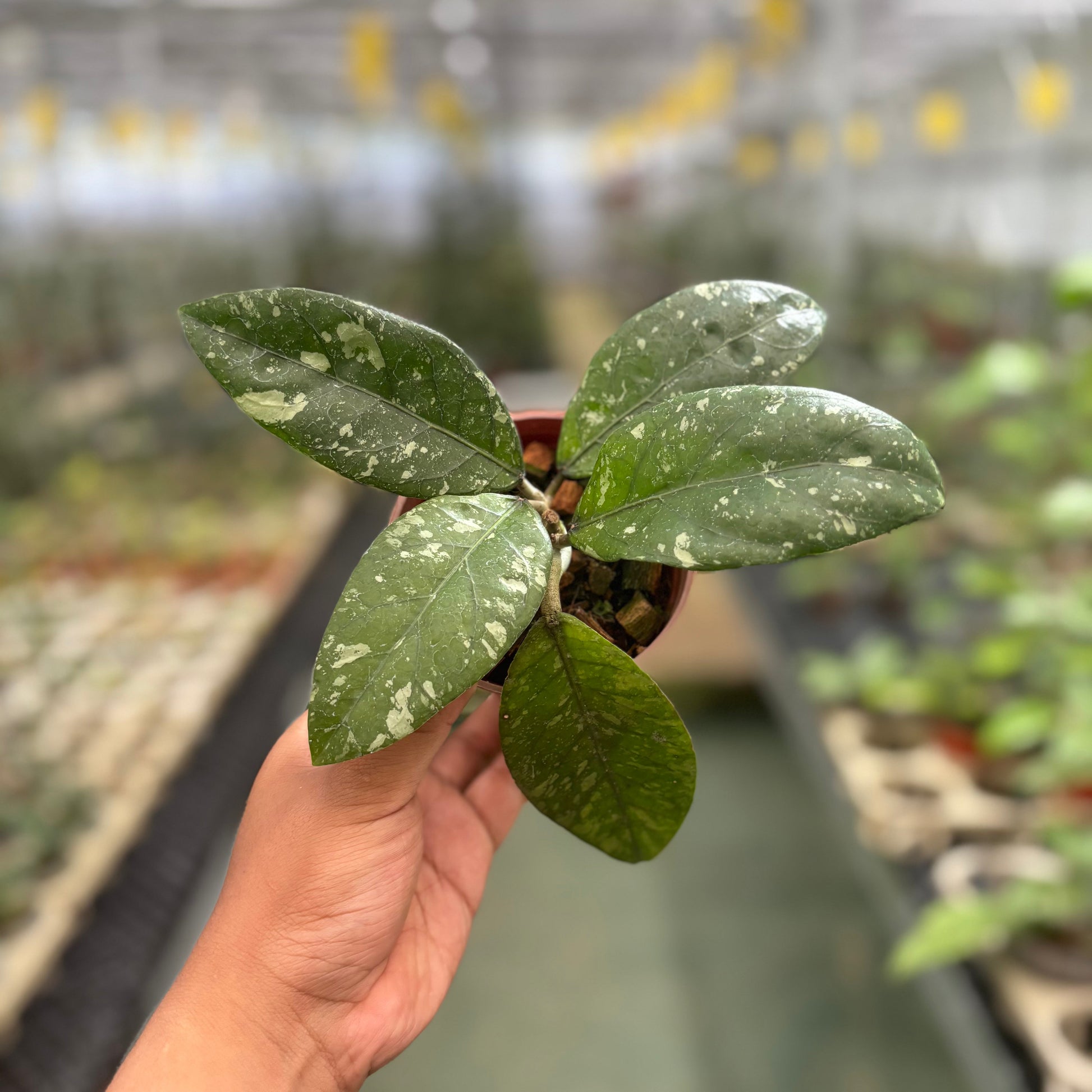 Hoya Sp Aceh Air Suri - Indonesian Rare Plants
