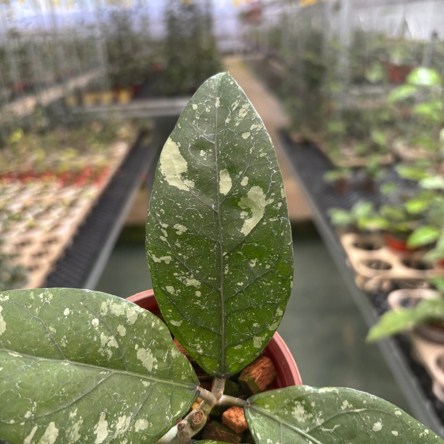 Hoya Sp Aceh Air Suri