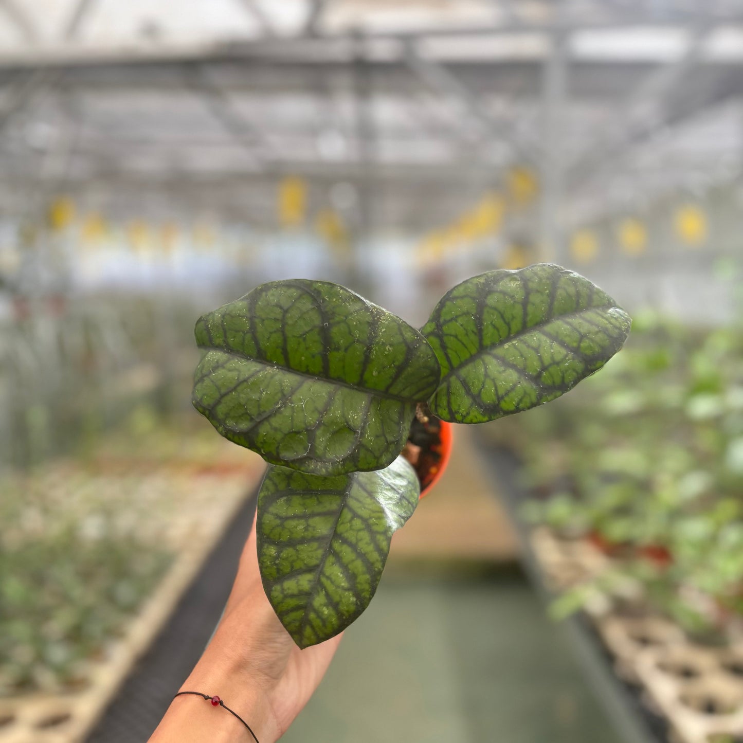Hoya Callistophylla Obsidian - Indonesian Rare Plants