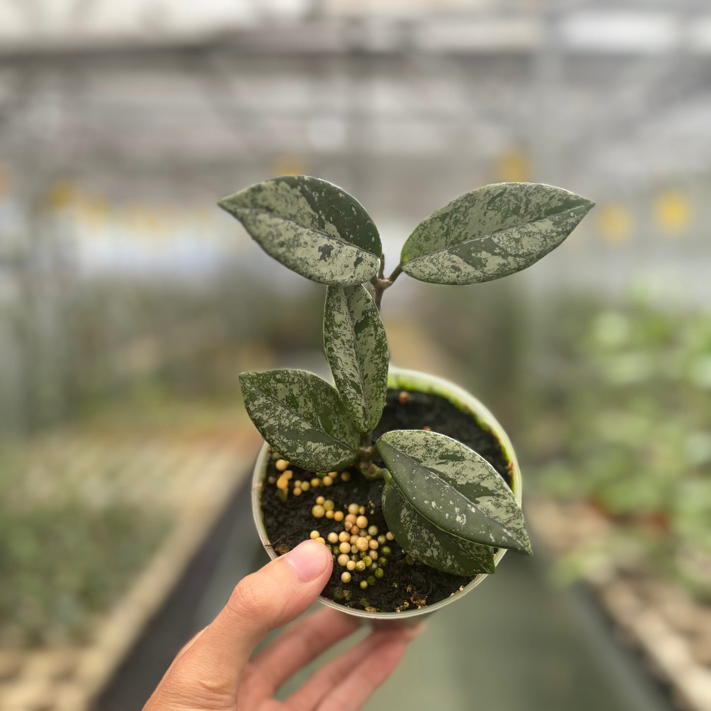 Hoya Carnosa Star Dust - Indonesian Rare Plants