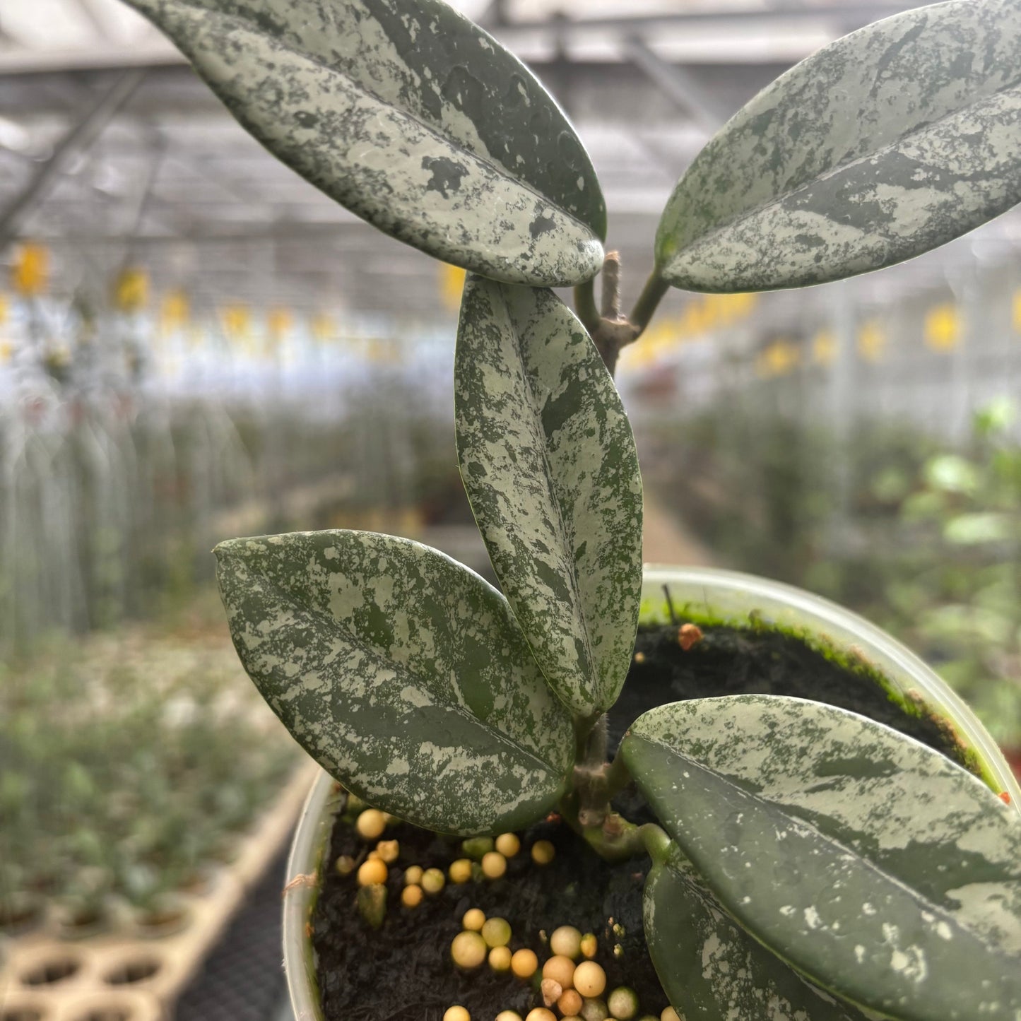 Hoya Carnosa Star Dust