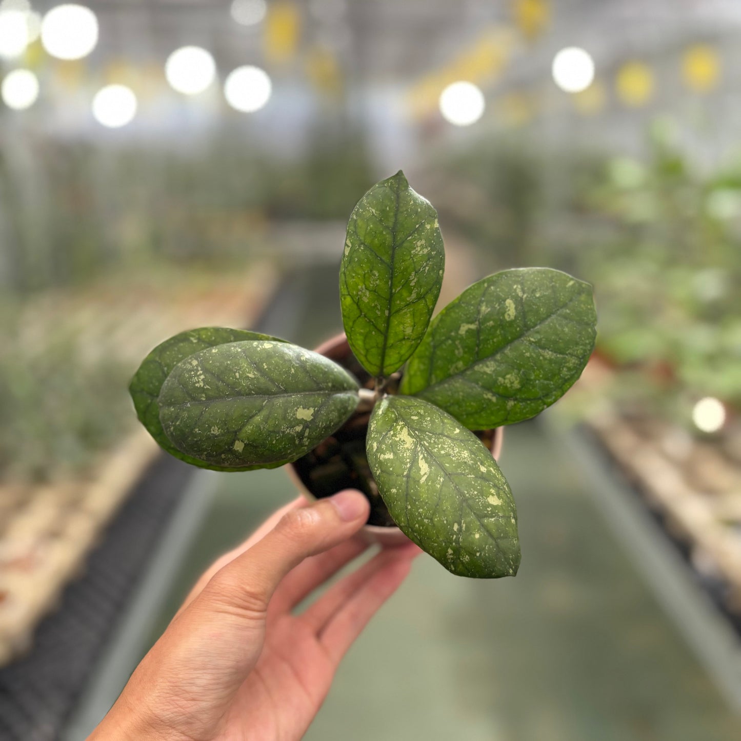 Hoya Larisa Splash - Indonesian Rare Plants