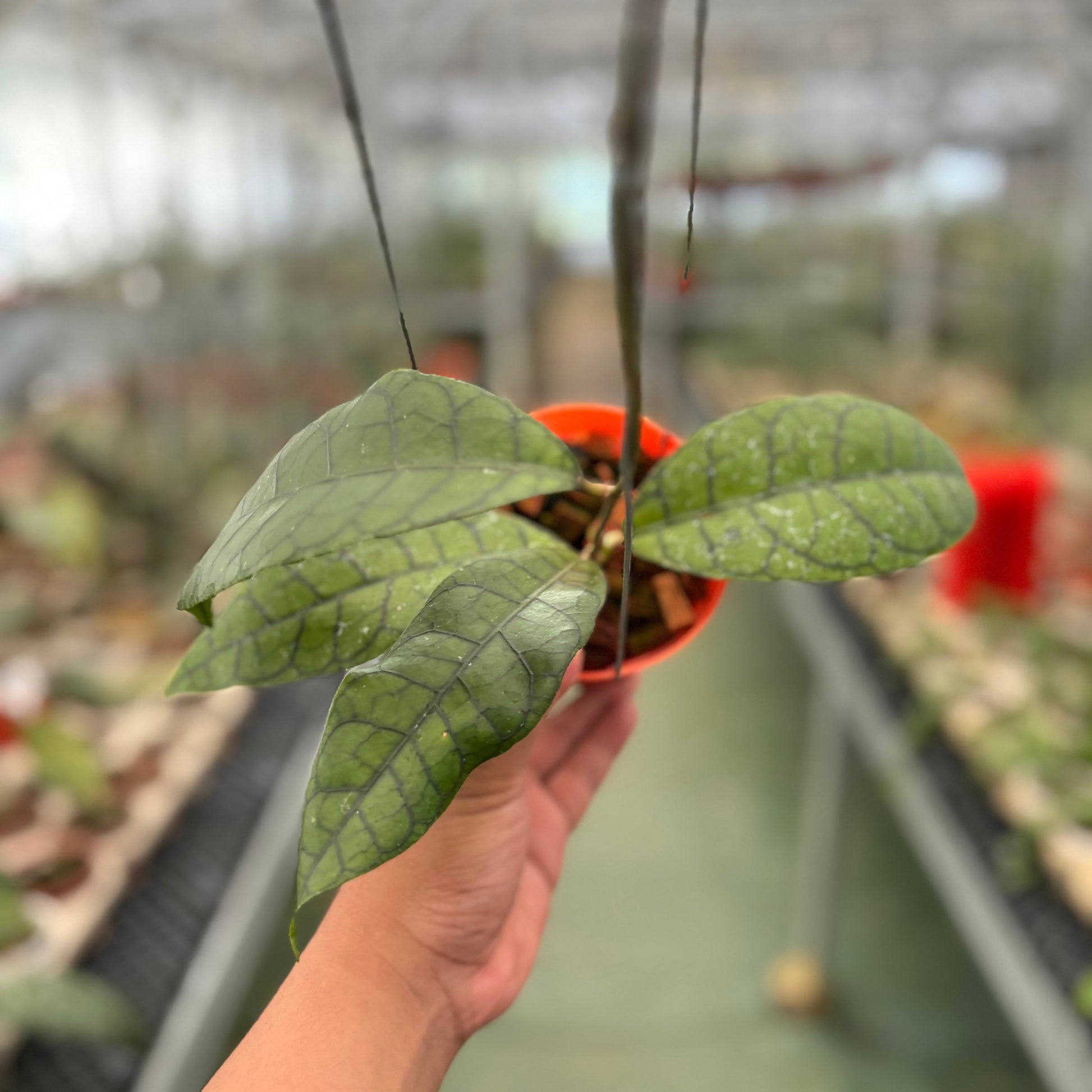 Hoya King Callistophylla - Indonesian Rare Plants