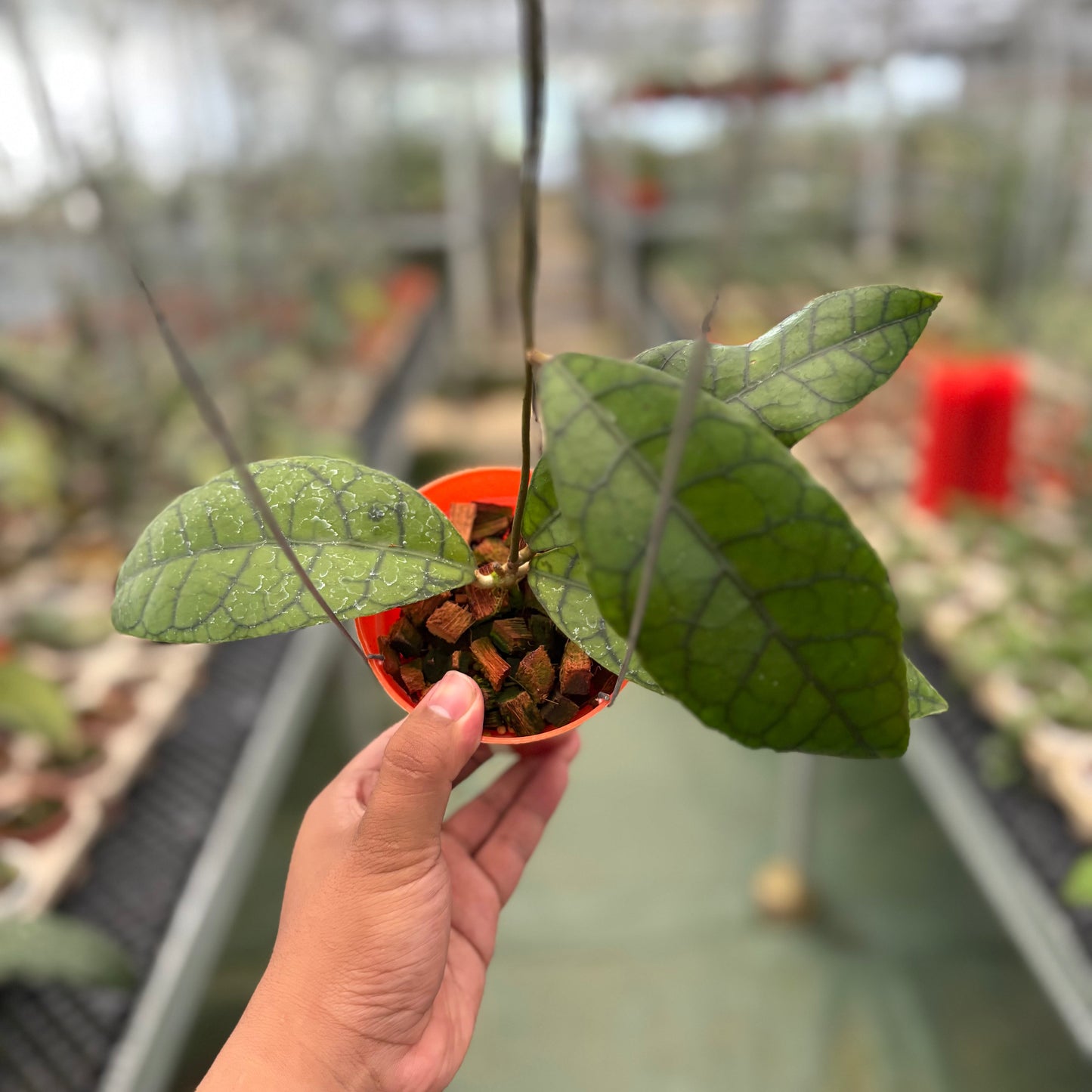 Hoya King Callistophylla