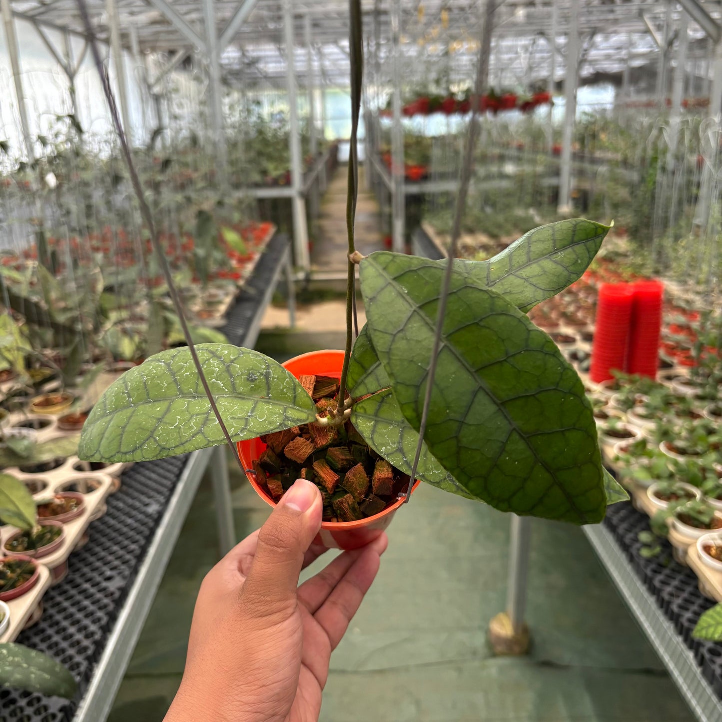 Hoya King Callistophylla