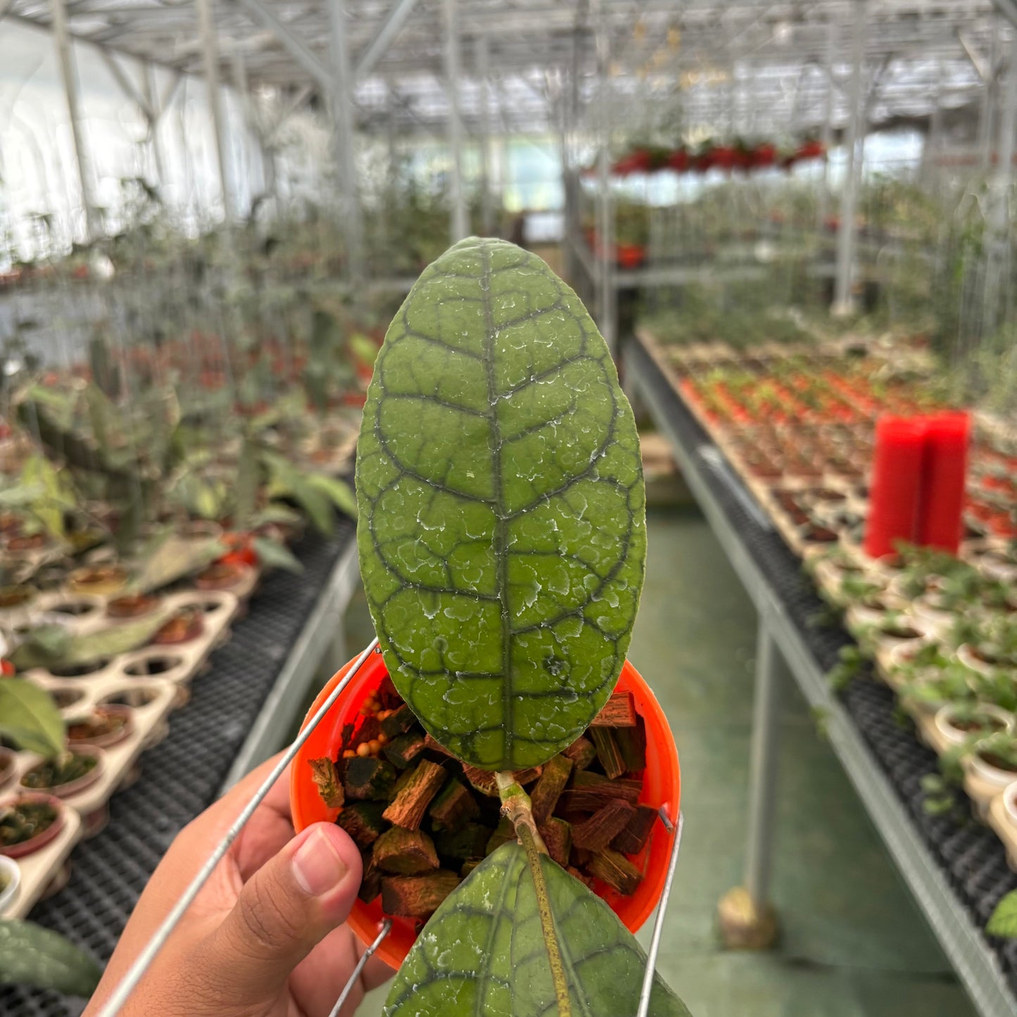 Hoya King Callistophylla