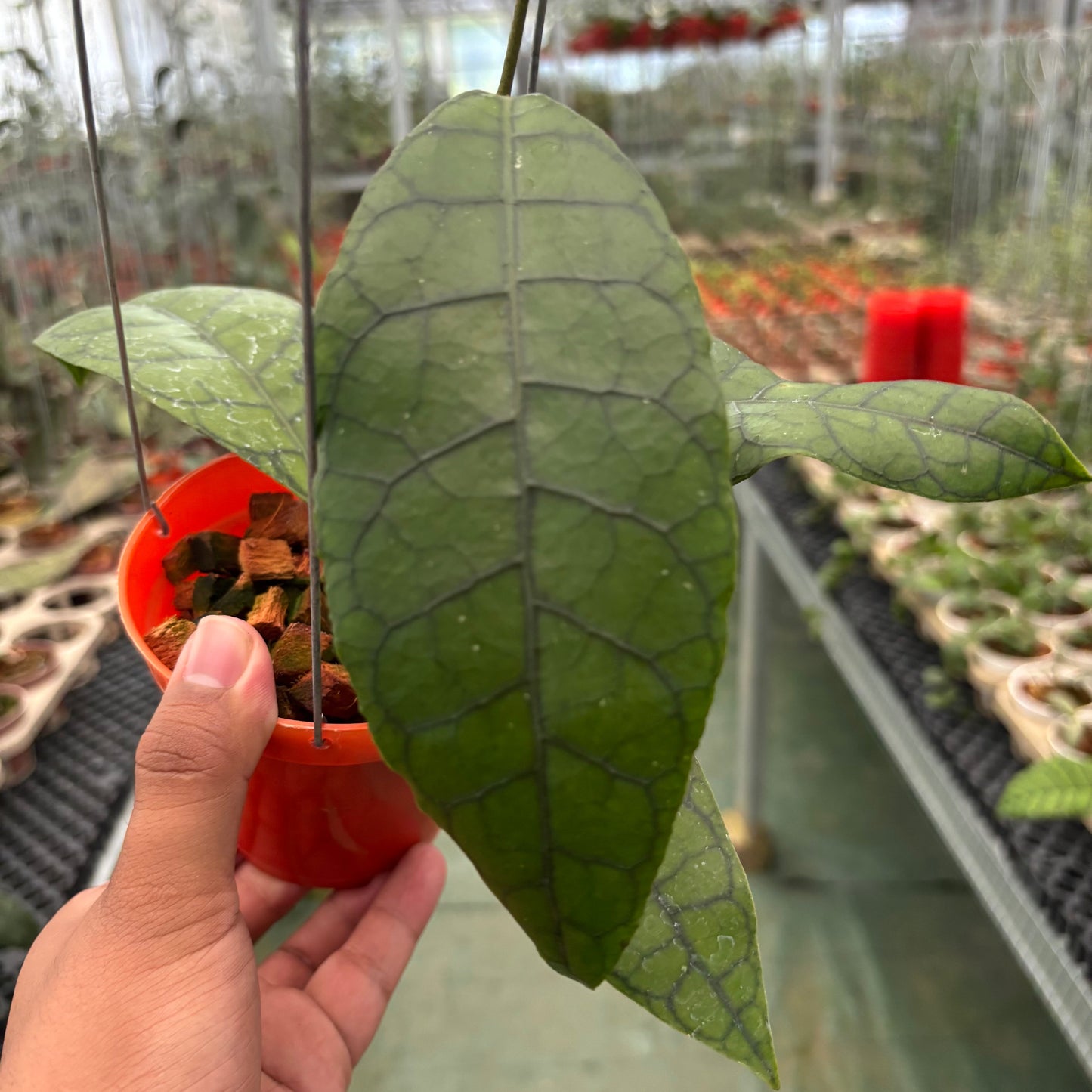 Hoya King Callistophylla