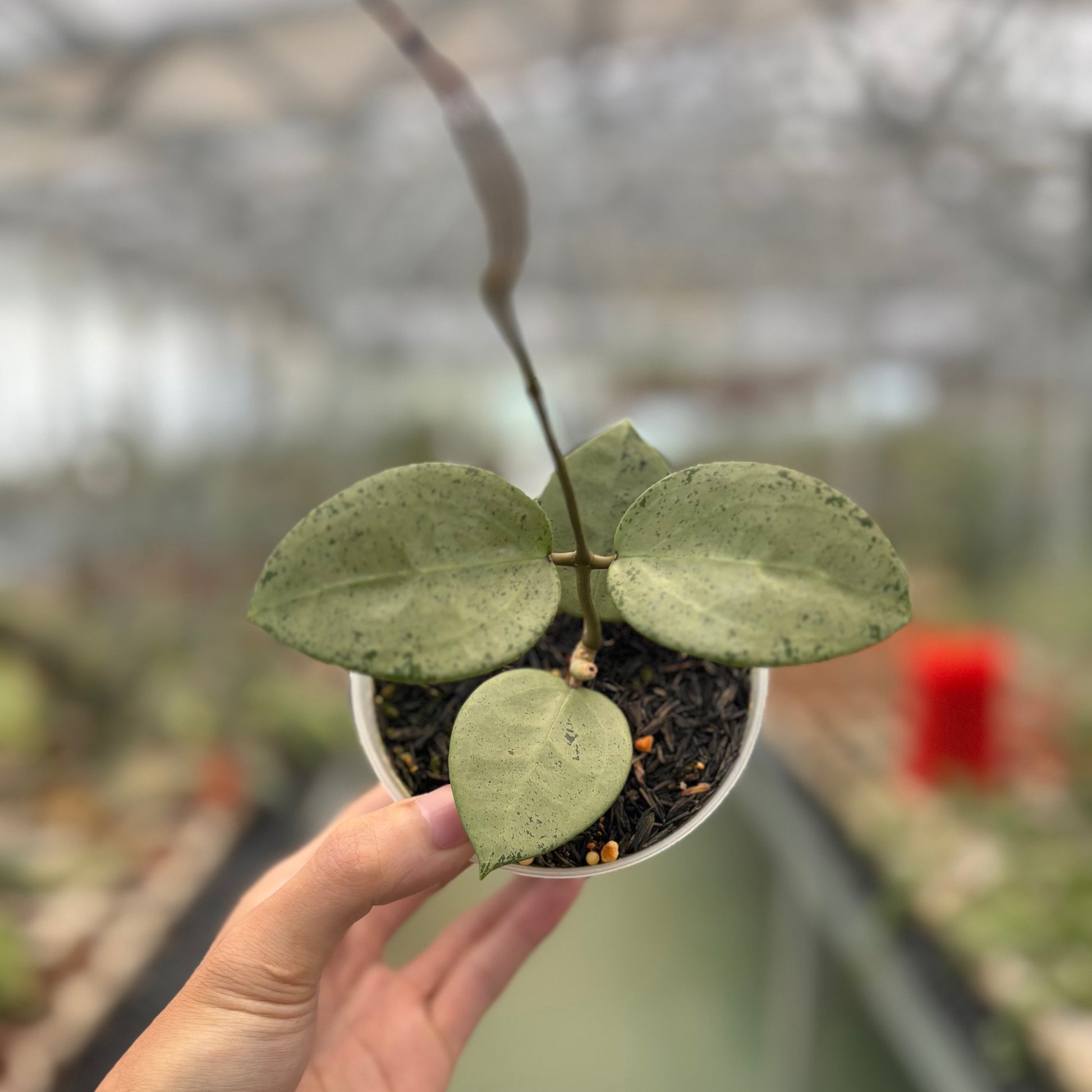 Hoya Parasitica Silver Heart - Indonesian Rare Plants