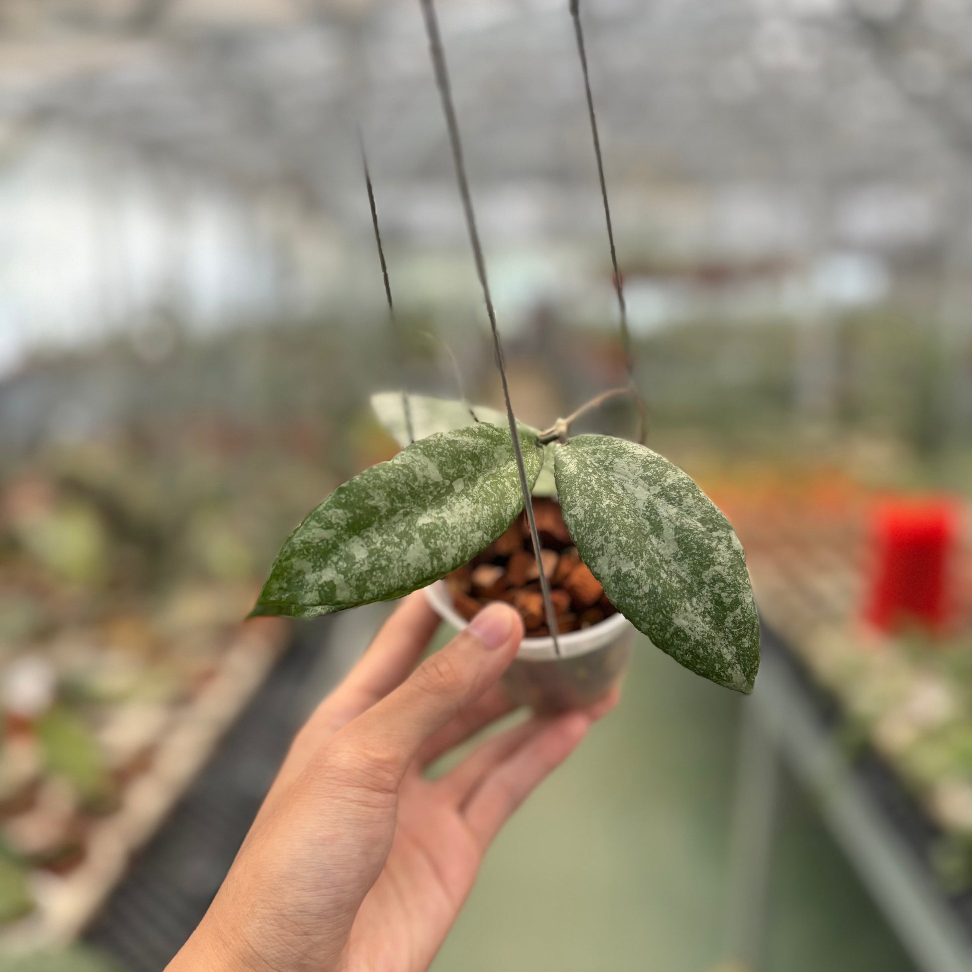 Hoya Caudata High Splash - Indonesian Rare Plants