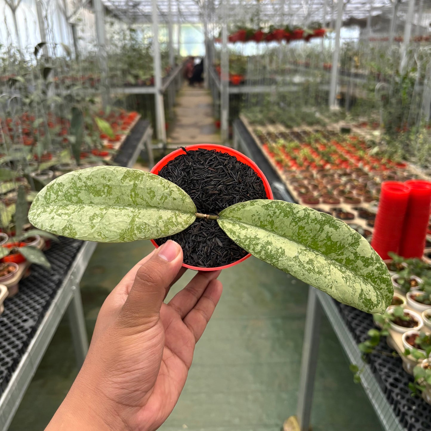 Hoya SLM-04 Silver (Clone 1) - Indonesian Rare Plants