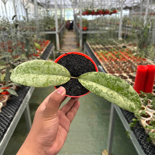 Hoya SLM-04 Silver (Clone 1) - Indonesian Rare Plants