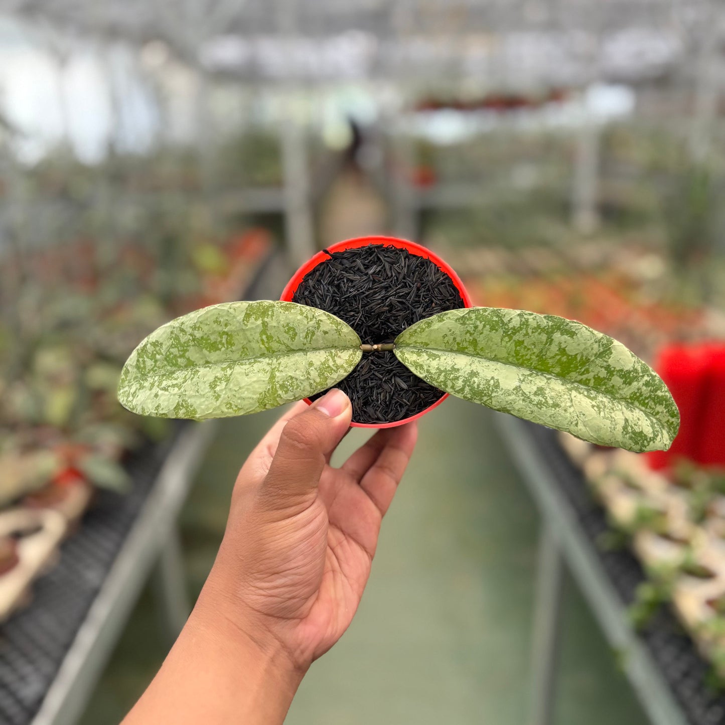 Hoya SLM04 Silver (Clone 1) — photo 6