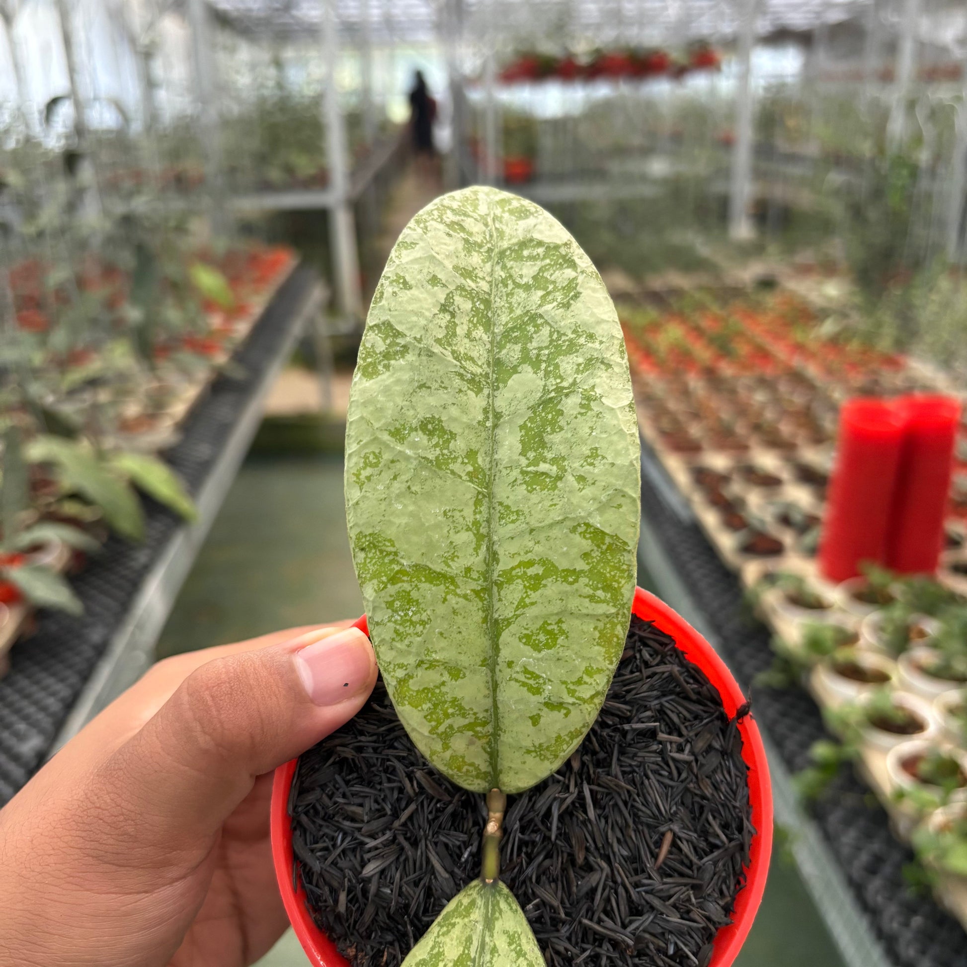 Hoya SLM04 Silver (Clone 1) — photo 2