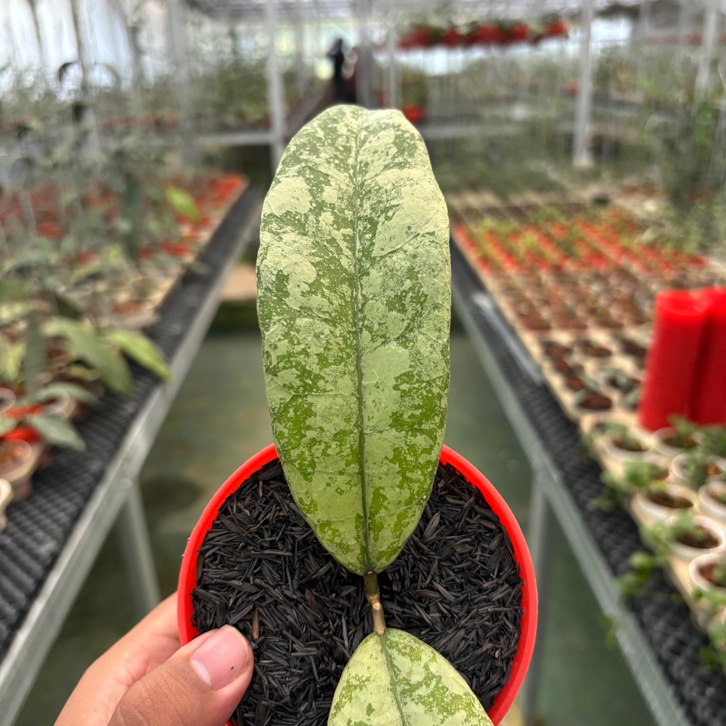 Hoya SLM04 Silver (Clone 1) — photo 3