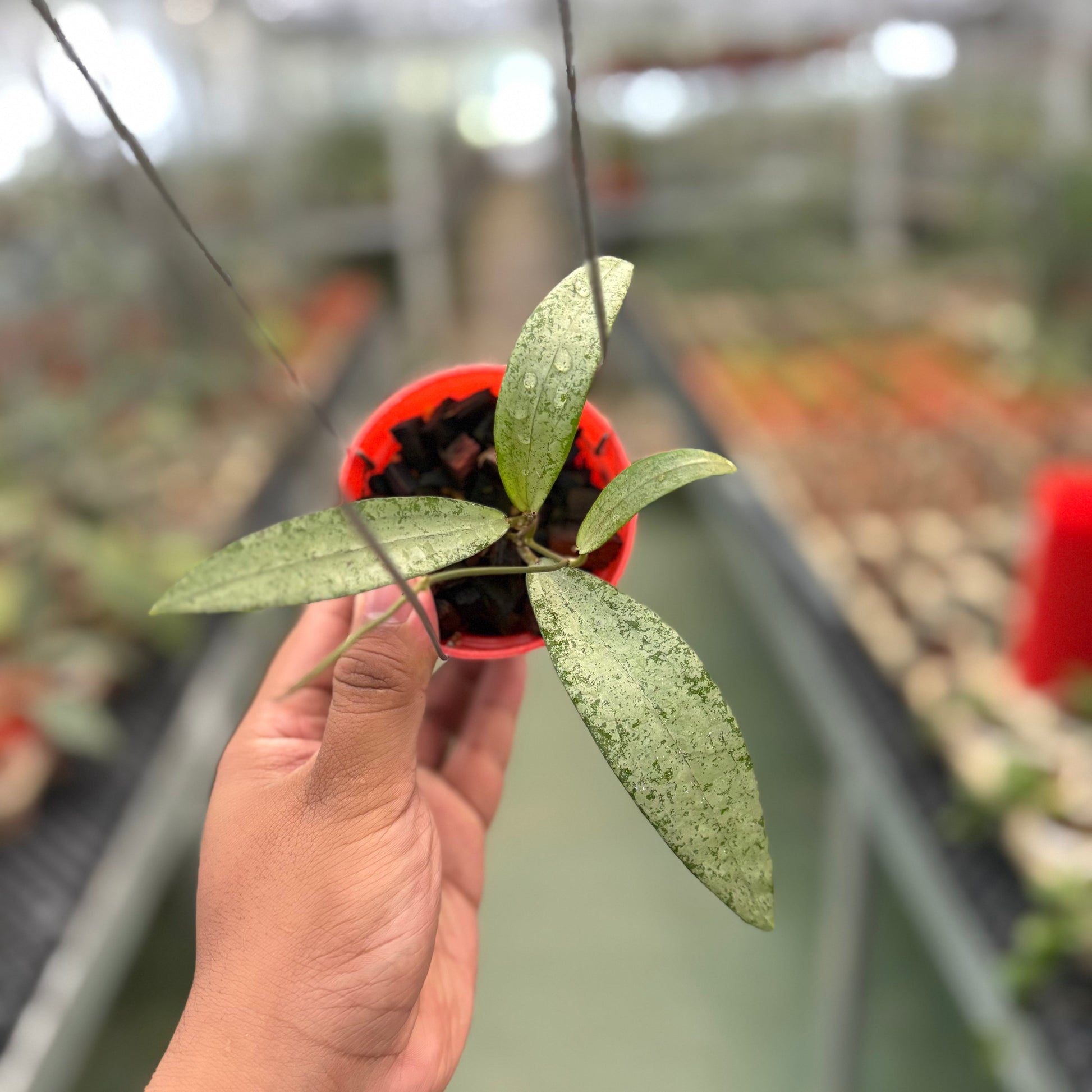 Hoya Sp Bengkulu Silver - Indonesian Rare Plants