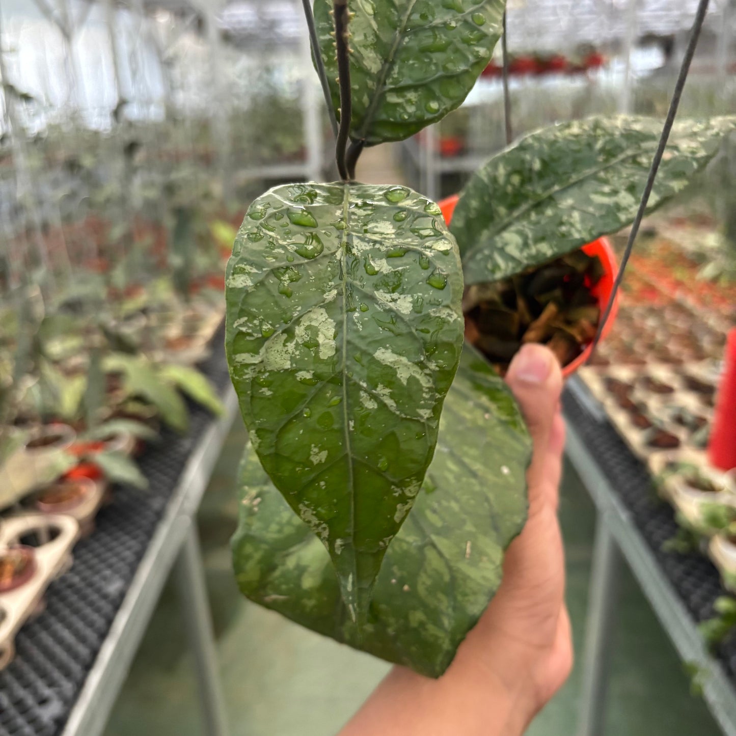 Hoya Sp Aceh Mapu Splash