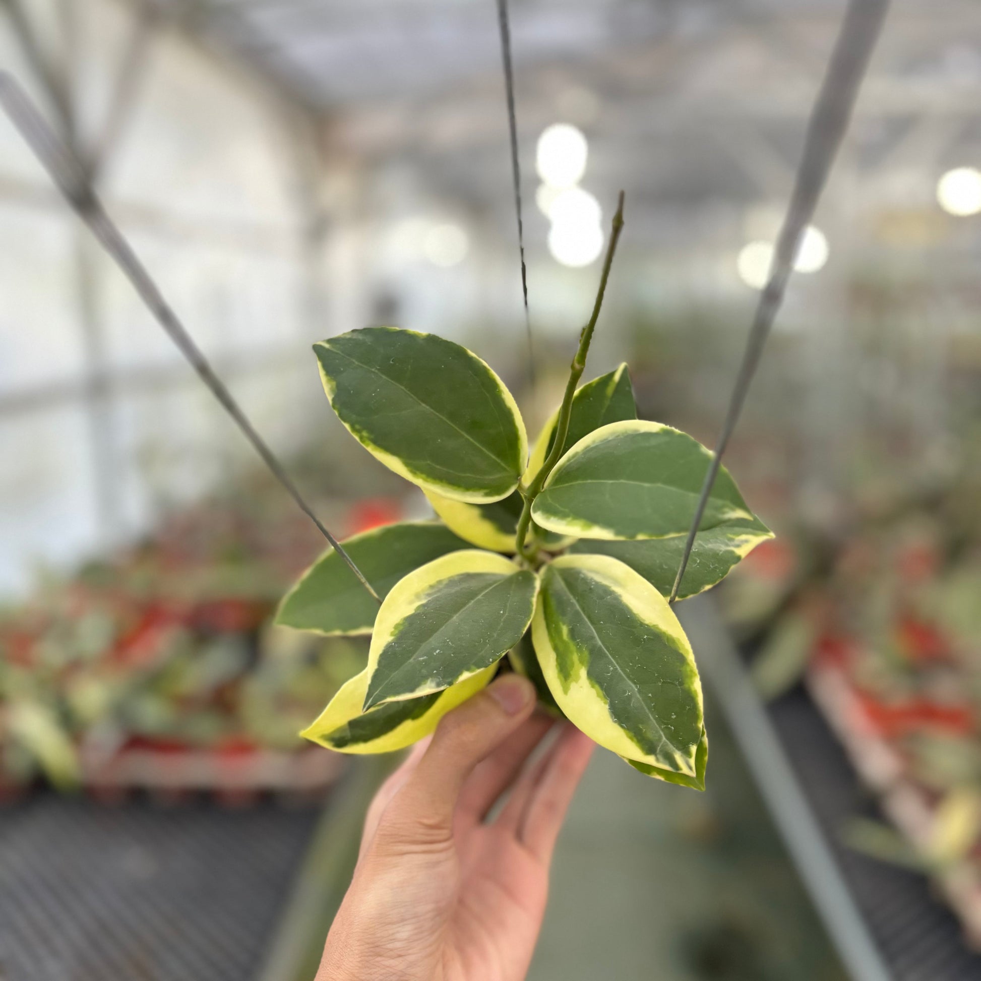 Hoya Verticillata Quang Ngai - Indonesian Rare Plants