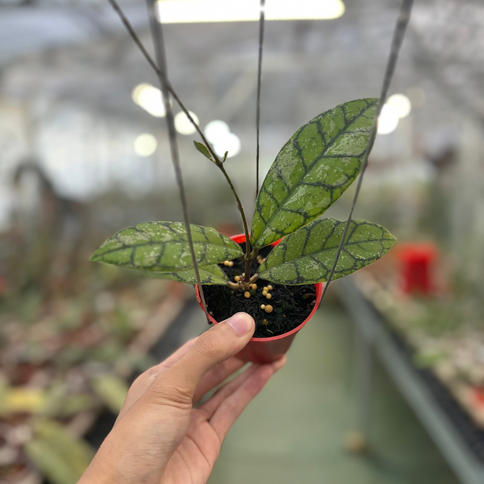 Hoya Callistophylla Splash - Indonesian Rare Plants
