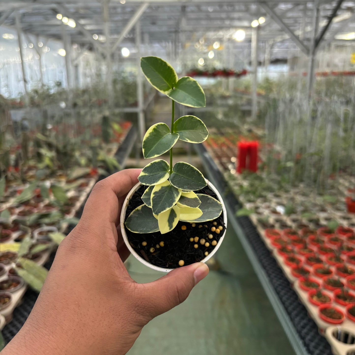 Hoya Cumingiana Albomarginata - Indonesian Rare Plants