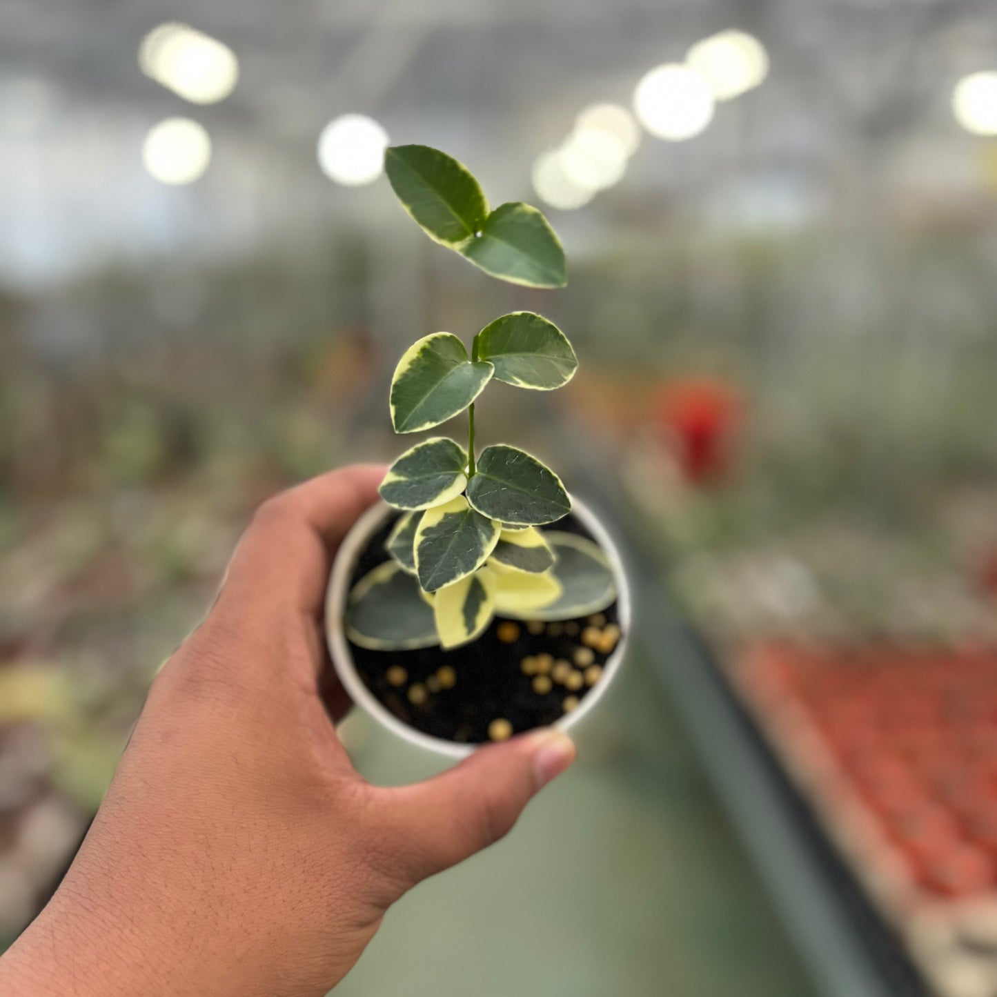 Hoya Cumingiana Albomarginata
