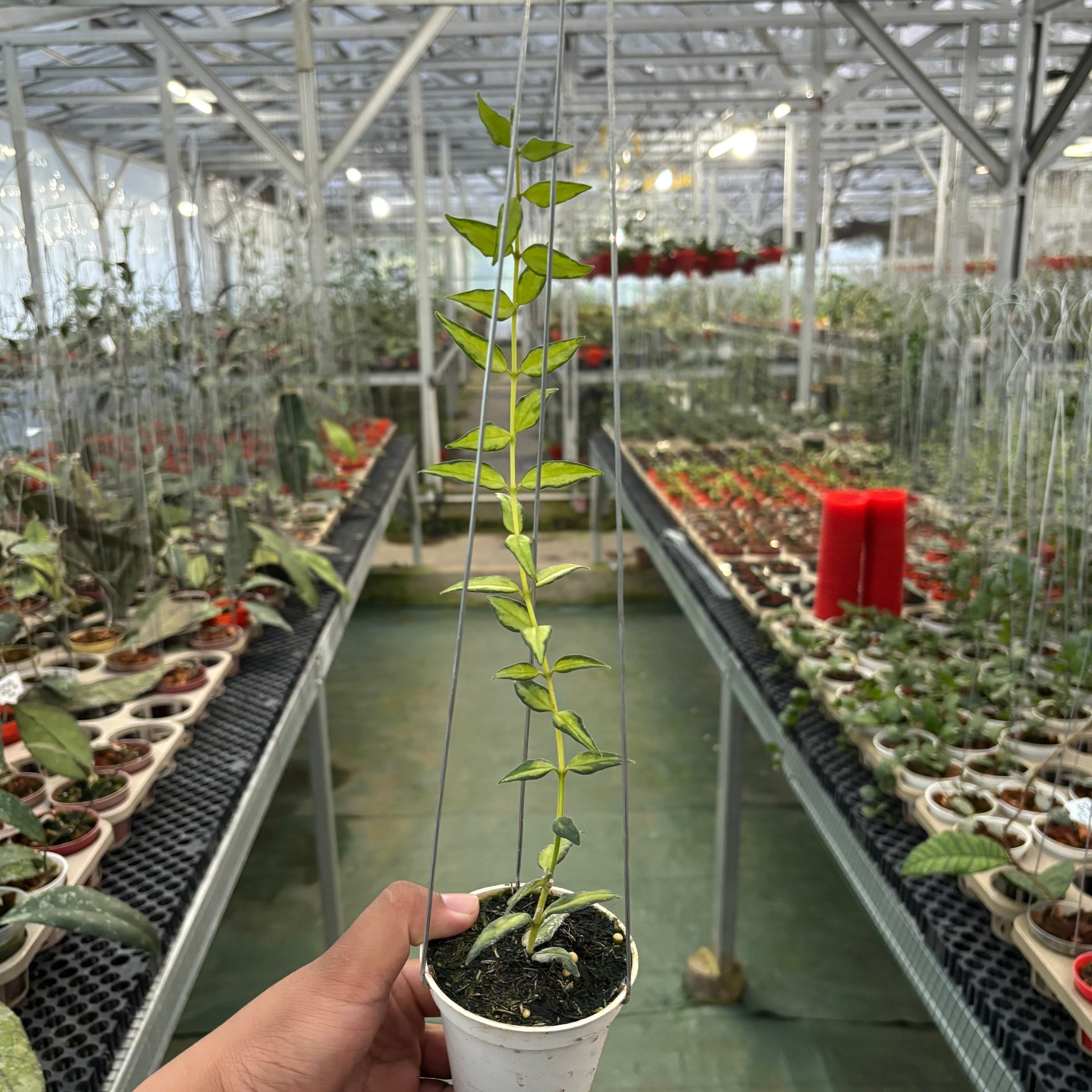 Hoya Bella Inner Variegated - Indonesian Rare Plants