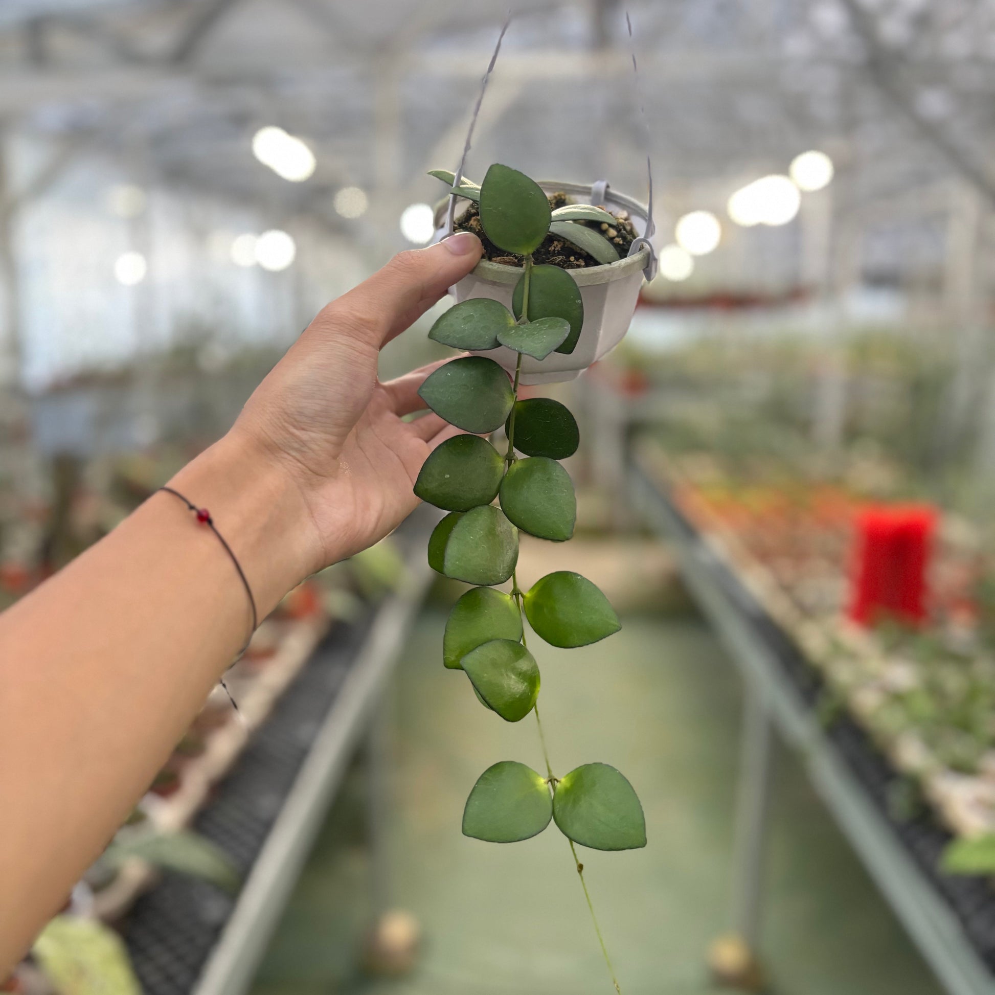 Hoya Palta Green - Indonesian Rare Plants