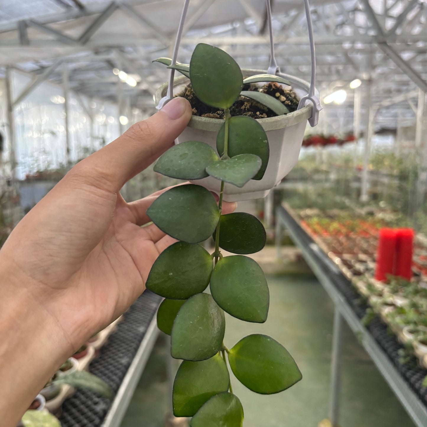 Hoya Palta Green