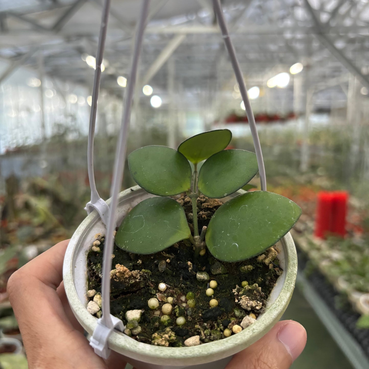 Hoya Palta Green