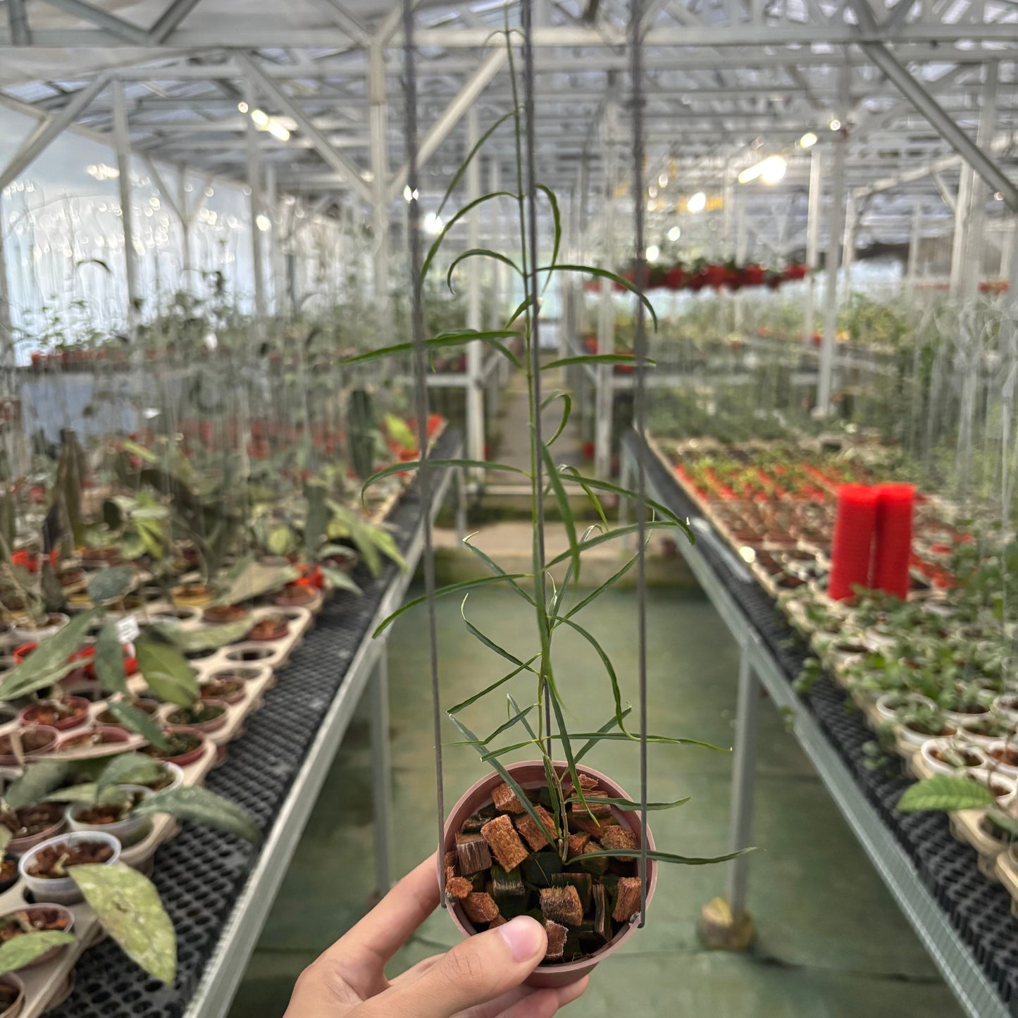 Hoya Stenophylla - Indonesian Rare Plants