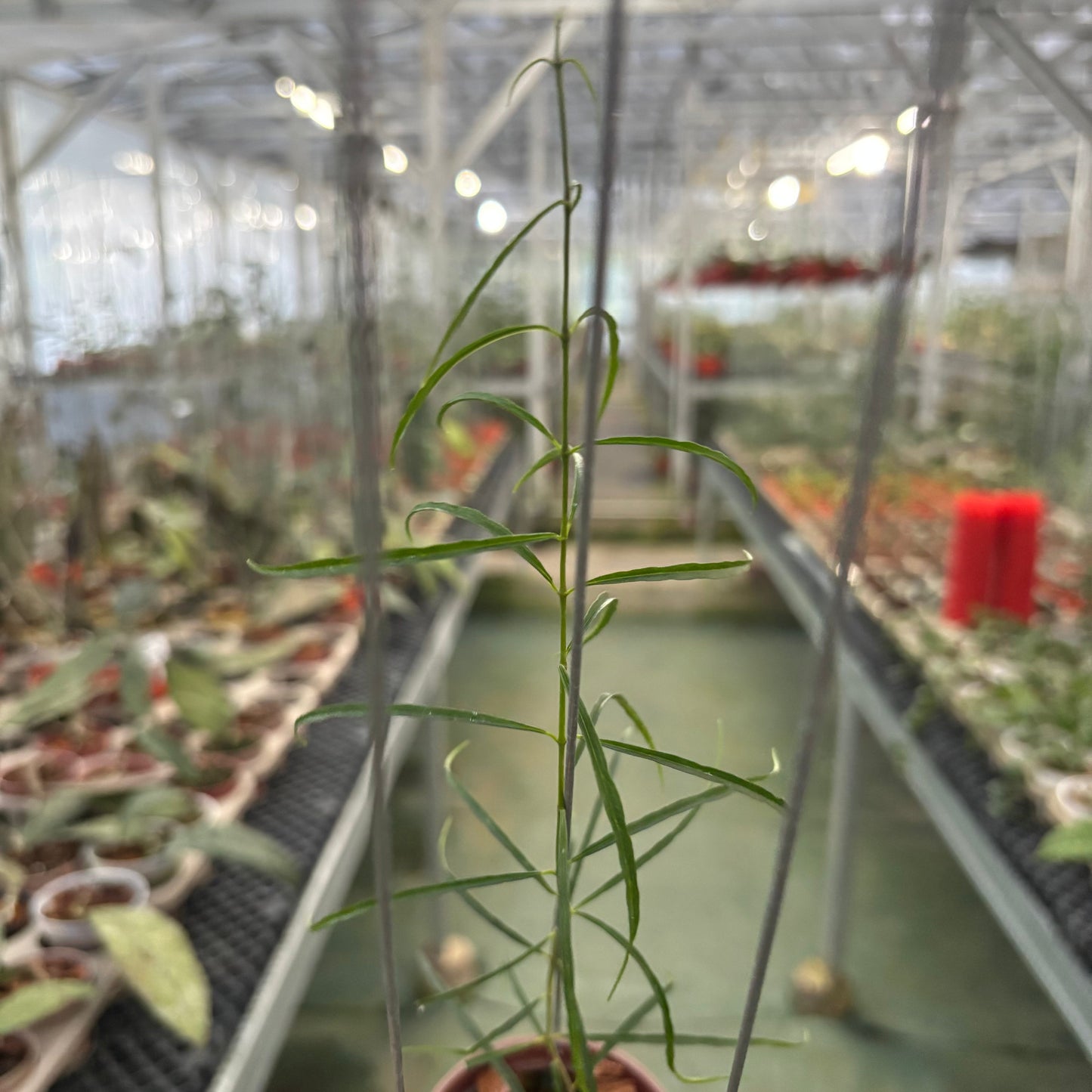 Hoya Stenophylla