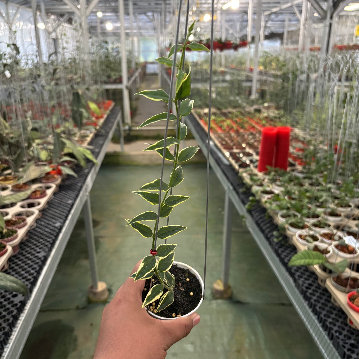 Hoya Bella Albomarginata - Indonesian Rare Plants