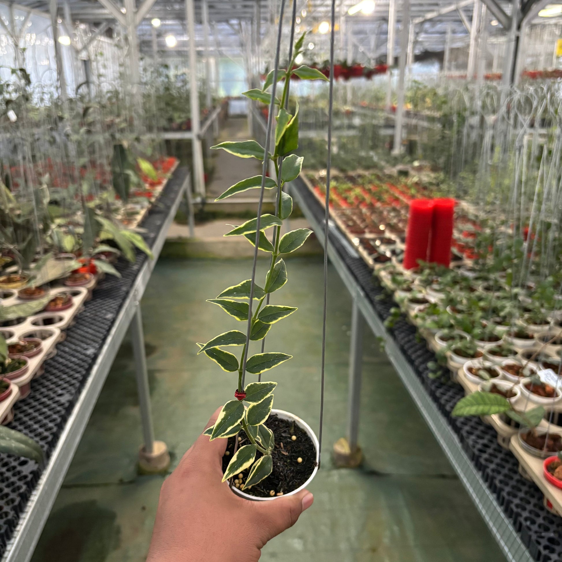Hoya Bella Albomarginata - Indonesian Rare Plants