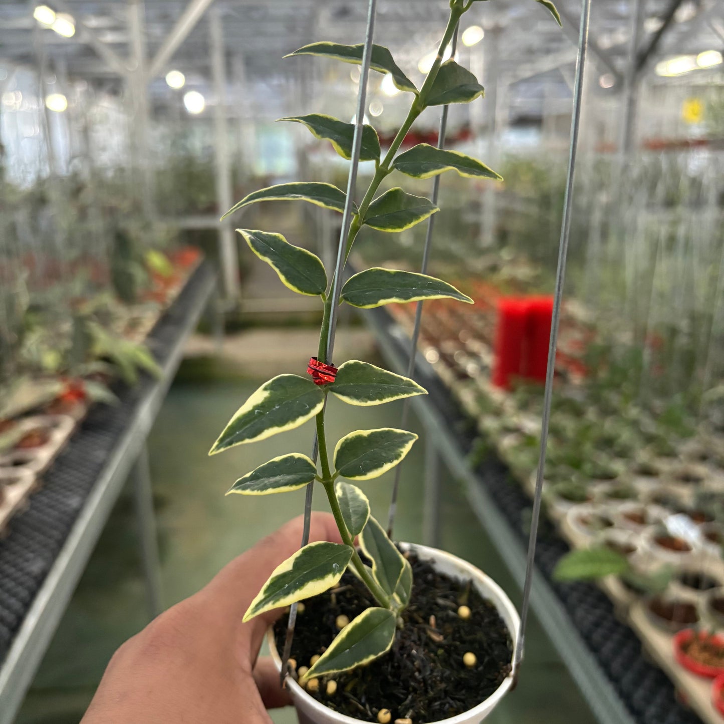 Hoya Bella Albomarginata