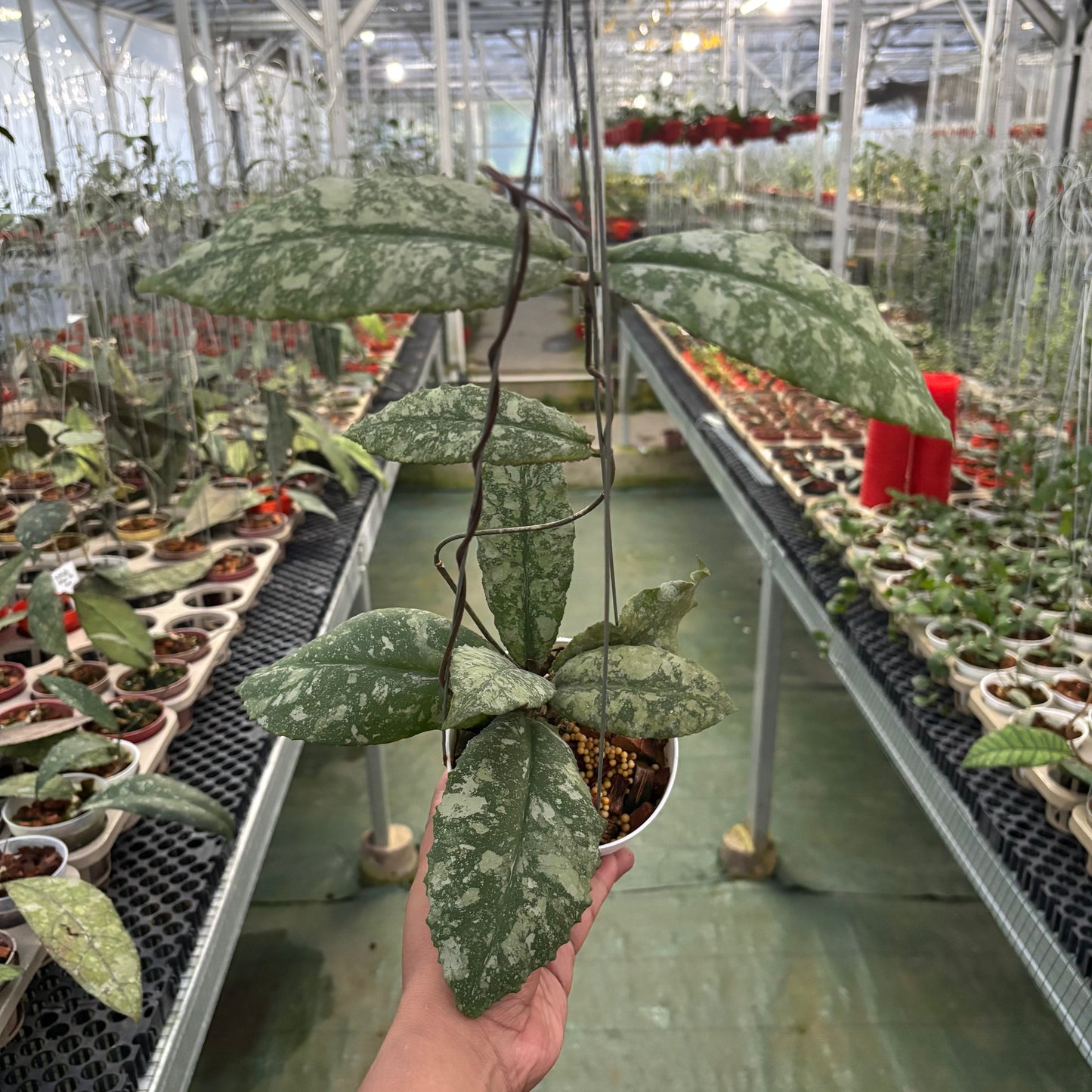 Hoya Undulata High Splash - Indonesian Rare Plants