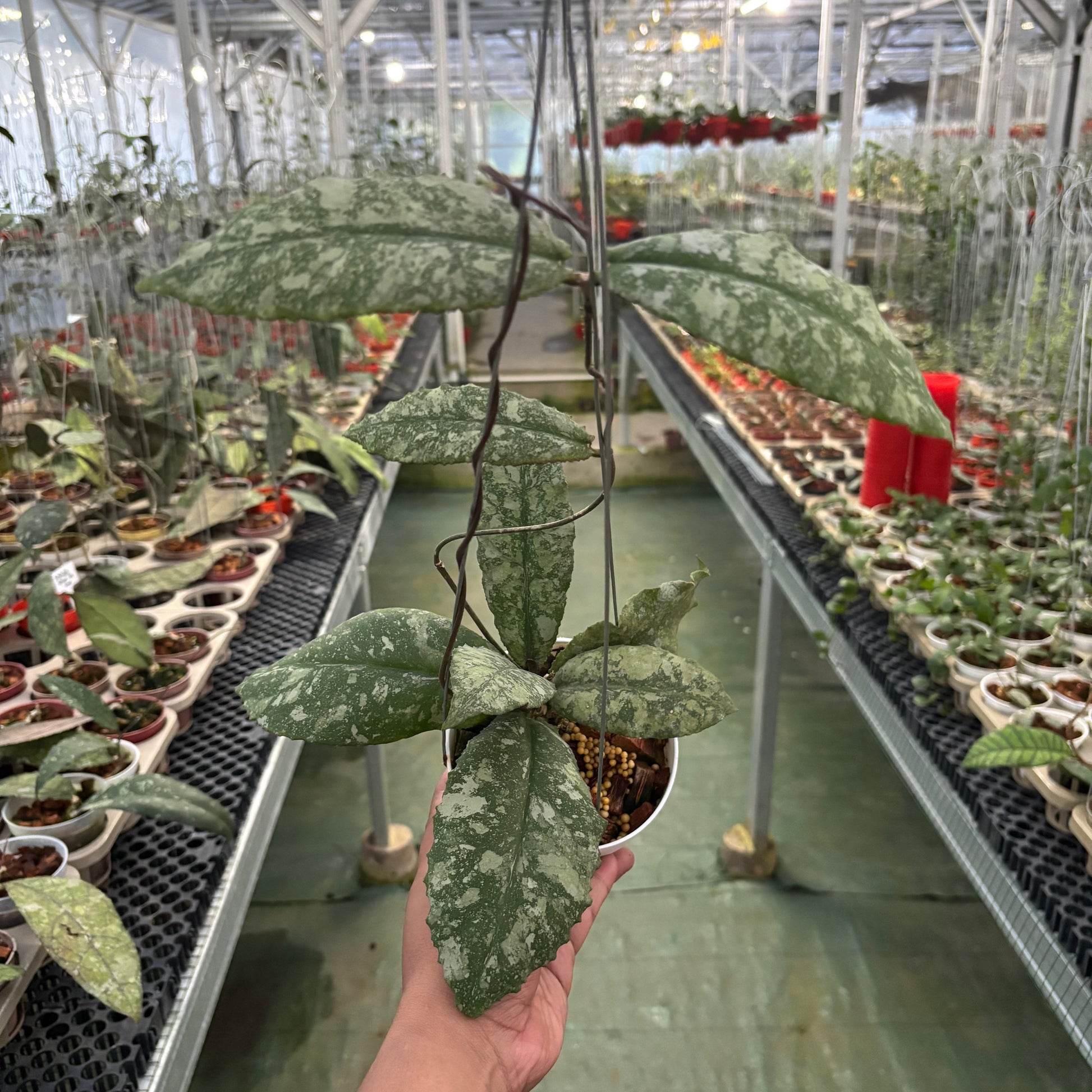 Hoya Undulata High Splash - Indonesian Rare Plants