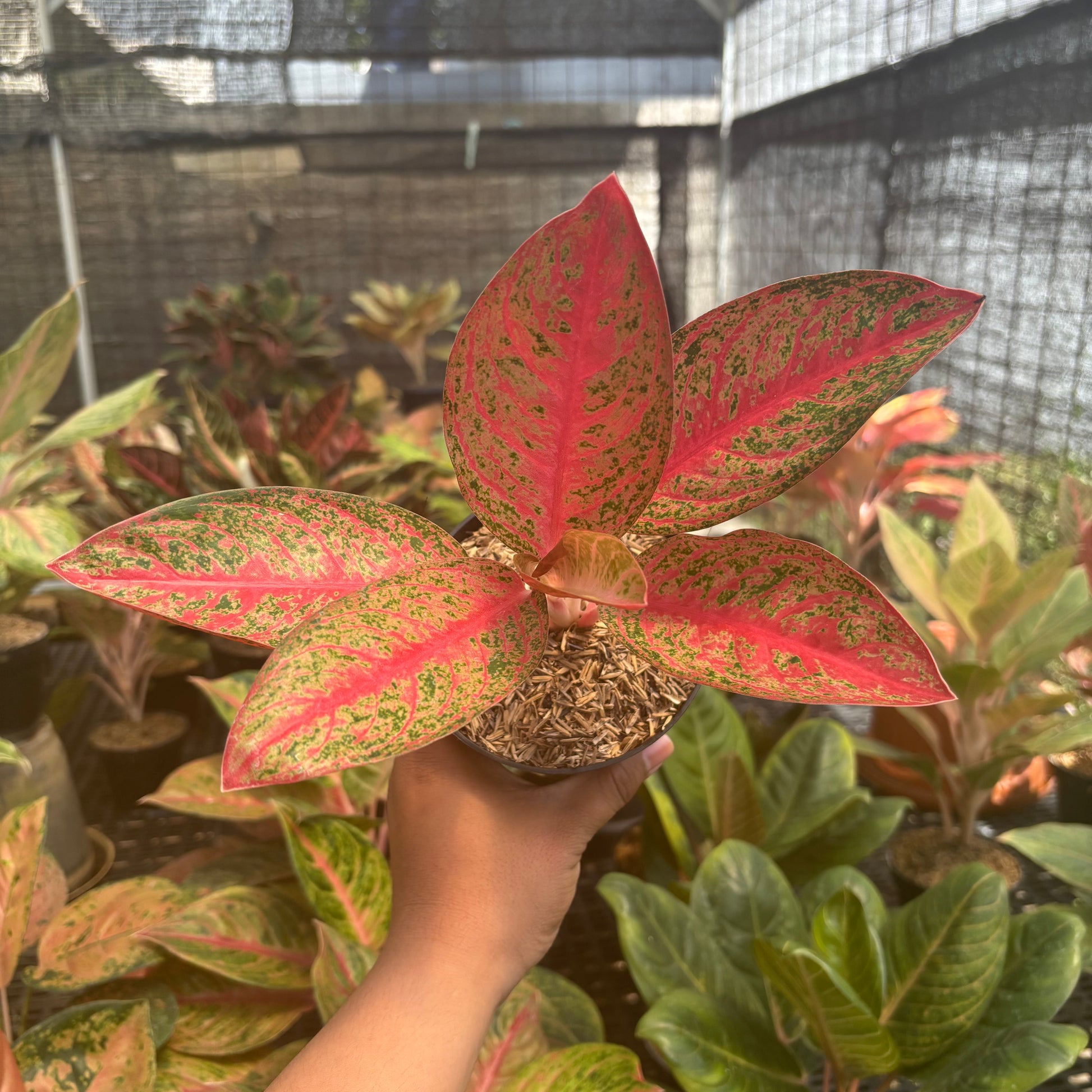 Aglaonema Kendedes - Indonesian Rare Plants