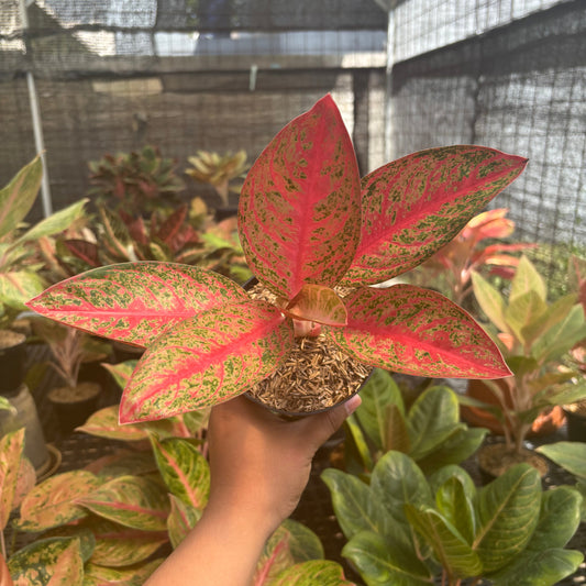 Aglaonema Kendedes - Indonesian Rare Plants