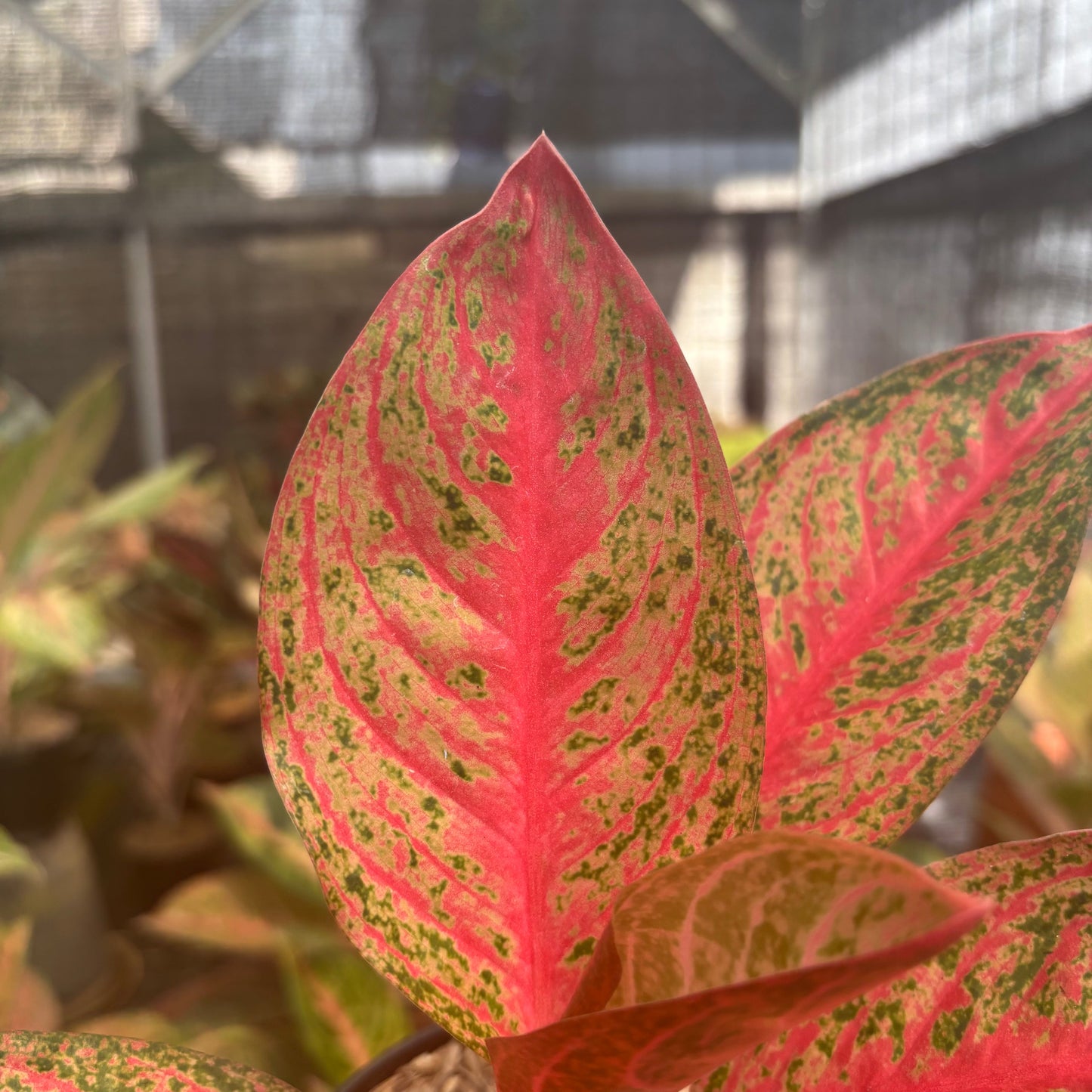 Aglaonema Kendedes