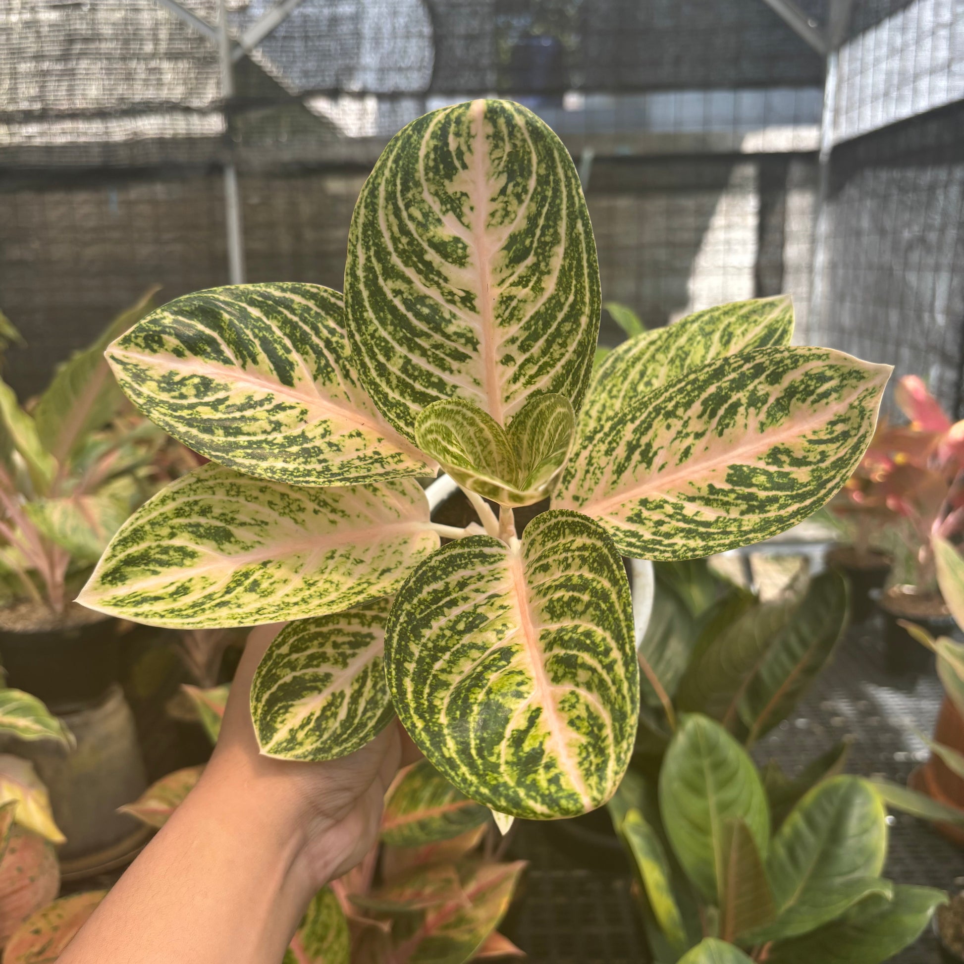 Aglaonema White Legacy - Indonesian Rare Plants