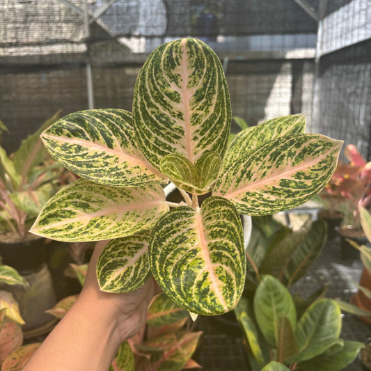 Aglaonema White Legacy - Indonesian Rare Plants