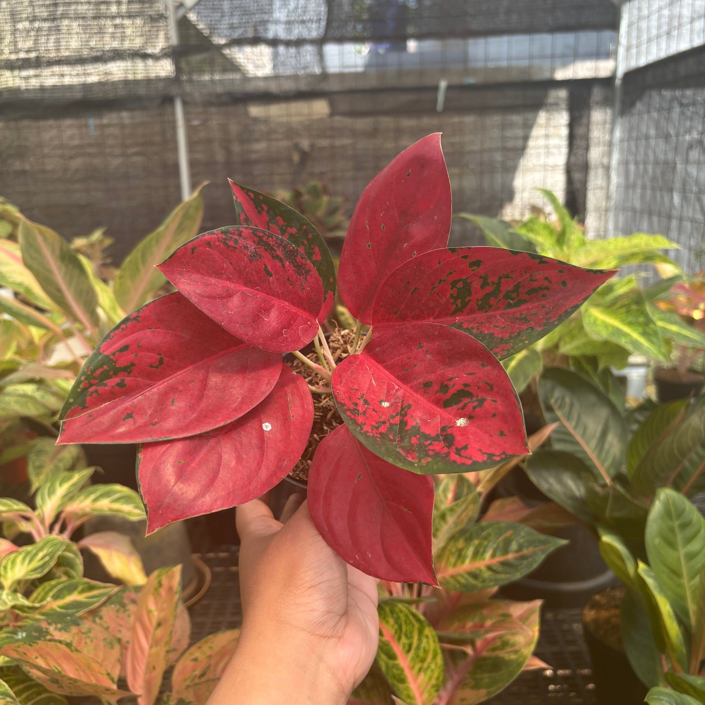 Aglaonema Kochin Superstar - Indonesian Rare Plants